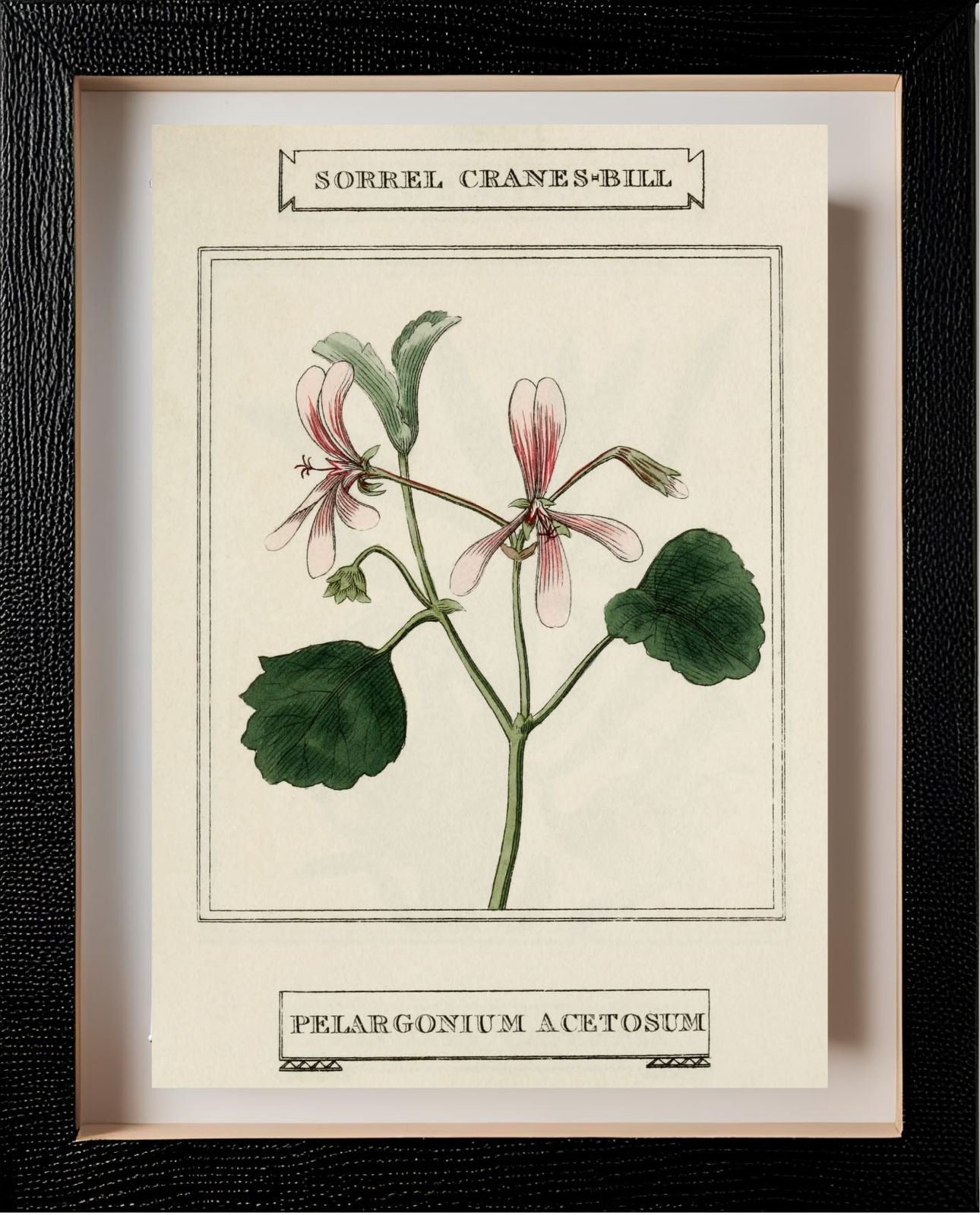 Sorrel Cranes-Bill