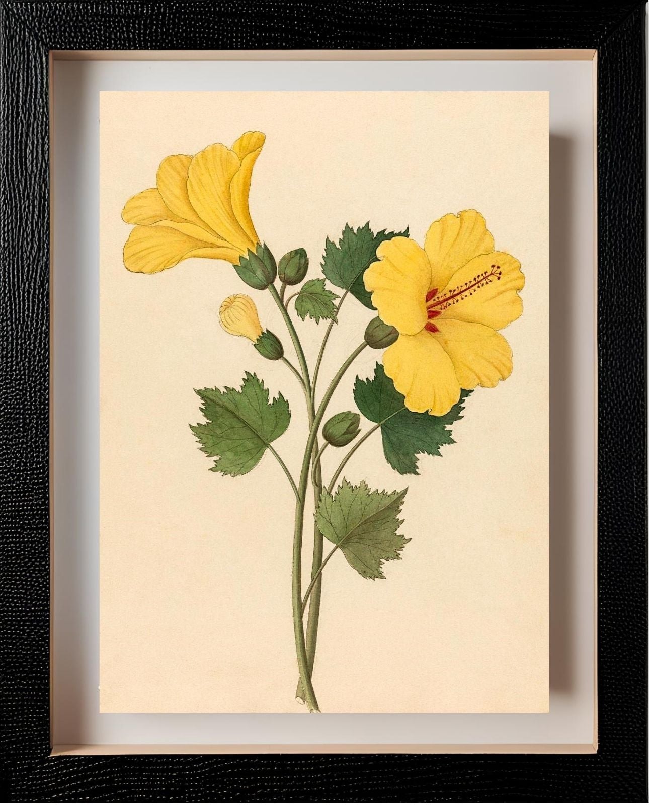 Hibiscus (Hibiscus Calyphyllus)