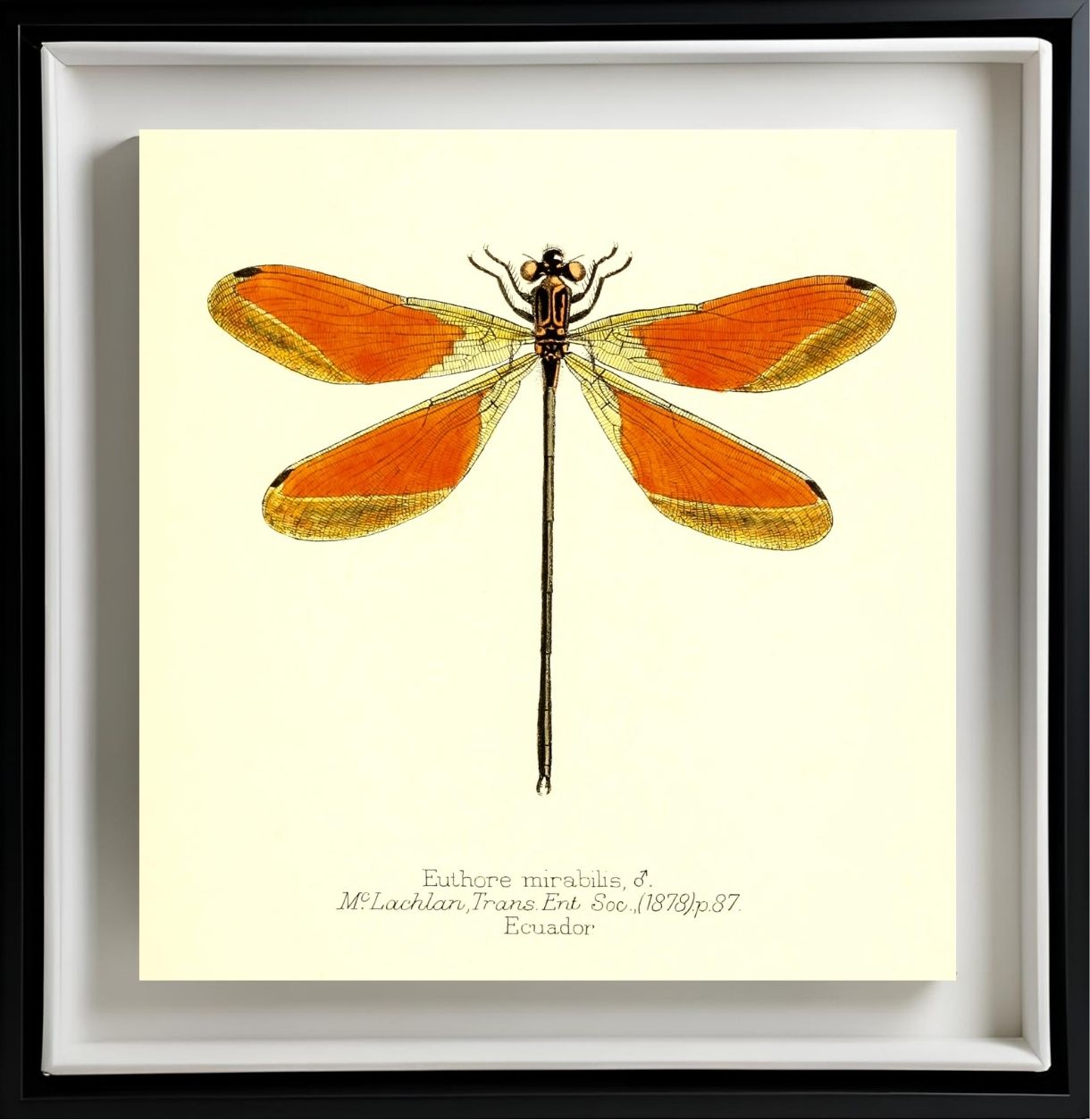 Euthore Mirabilis (male)