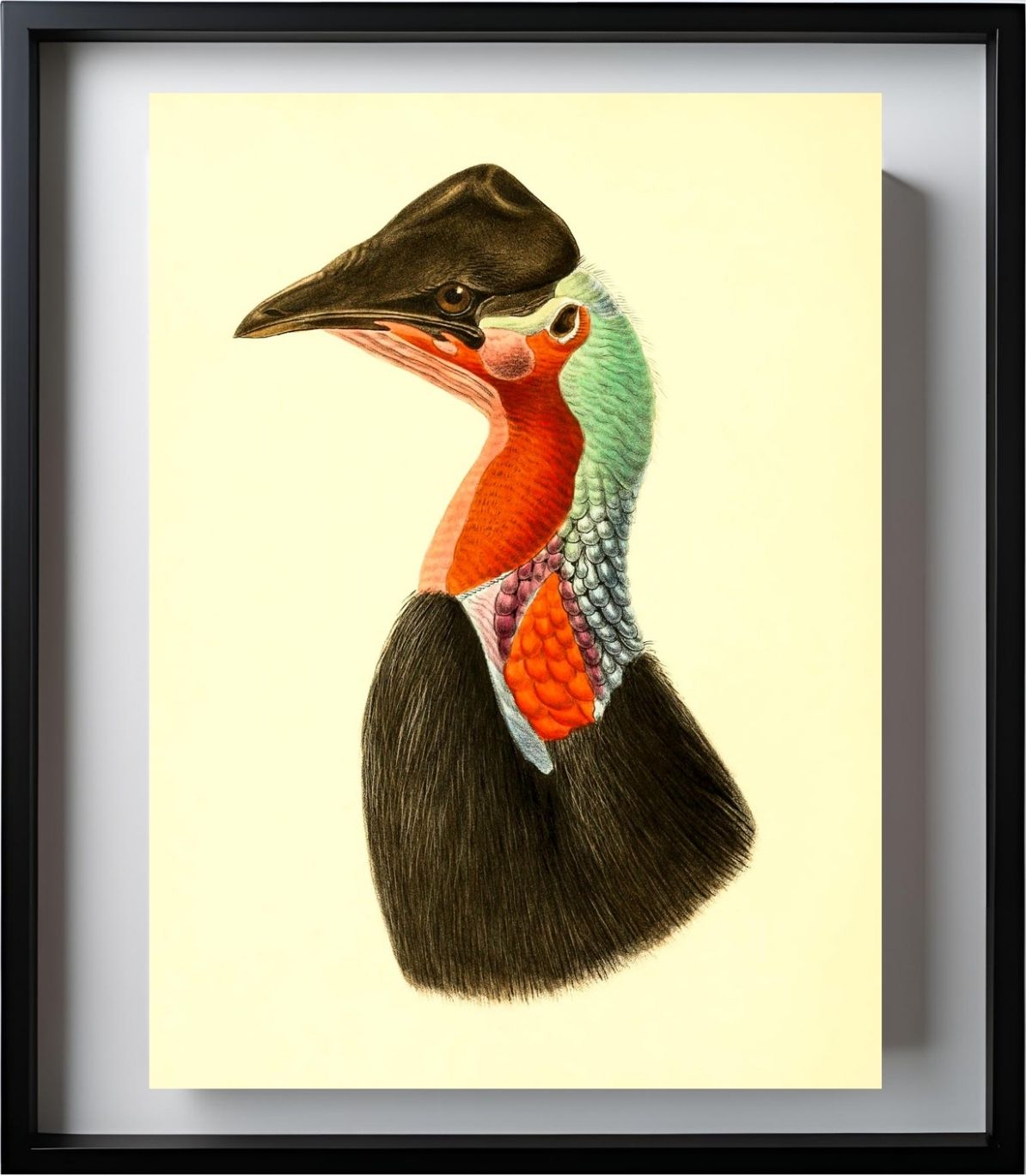 Casuarius Loriae
