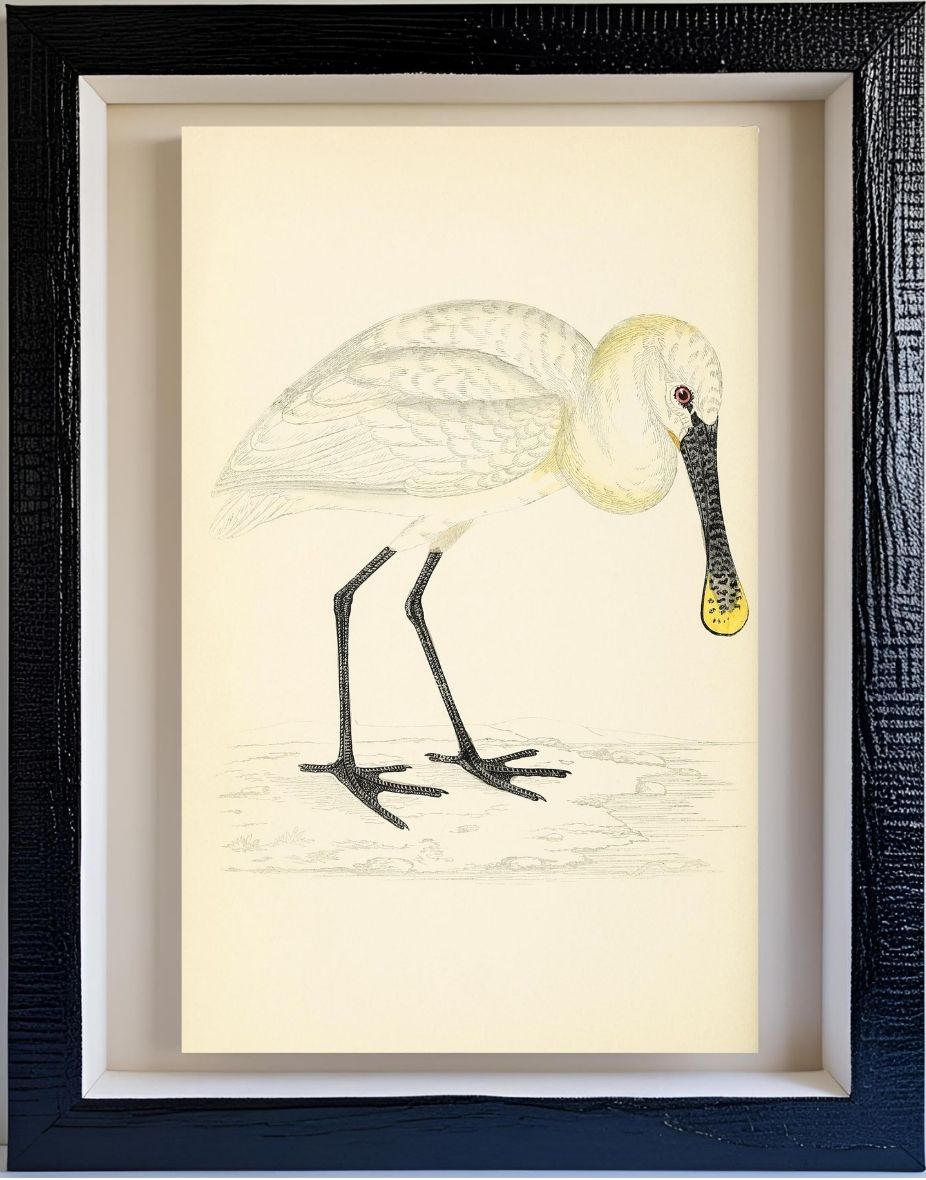 Spoonbill
