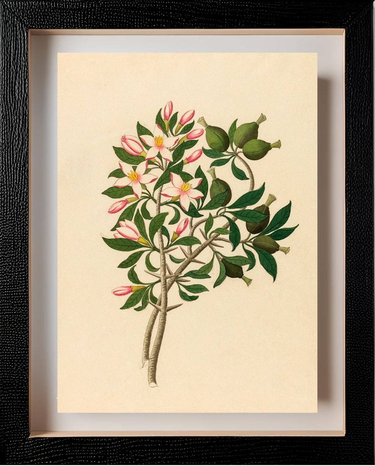 Gardenia Nov. Sp. (Hyperacanthus Amoenus)