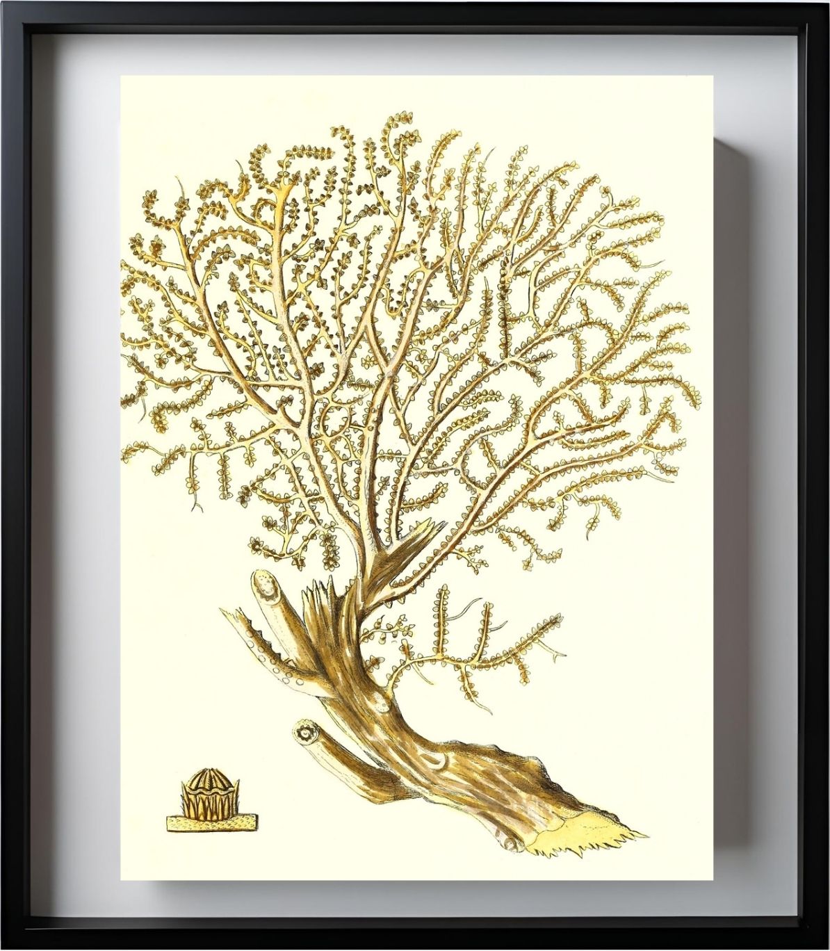 Gorgonia placomus 2