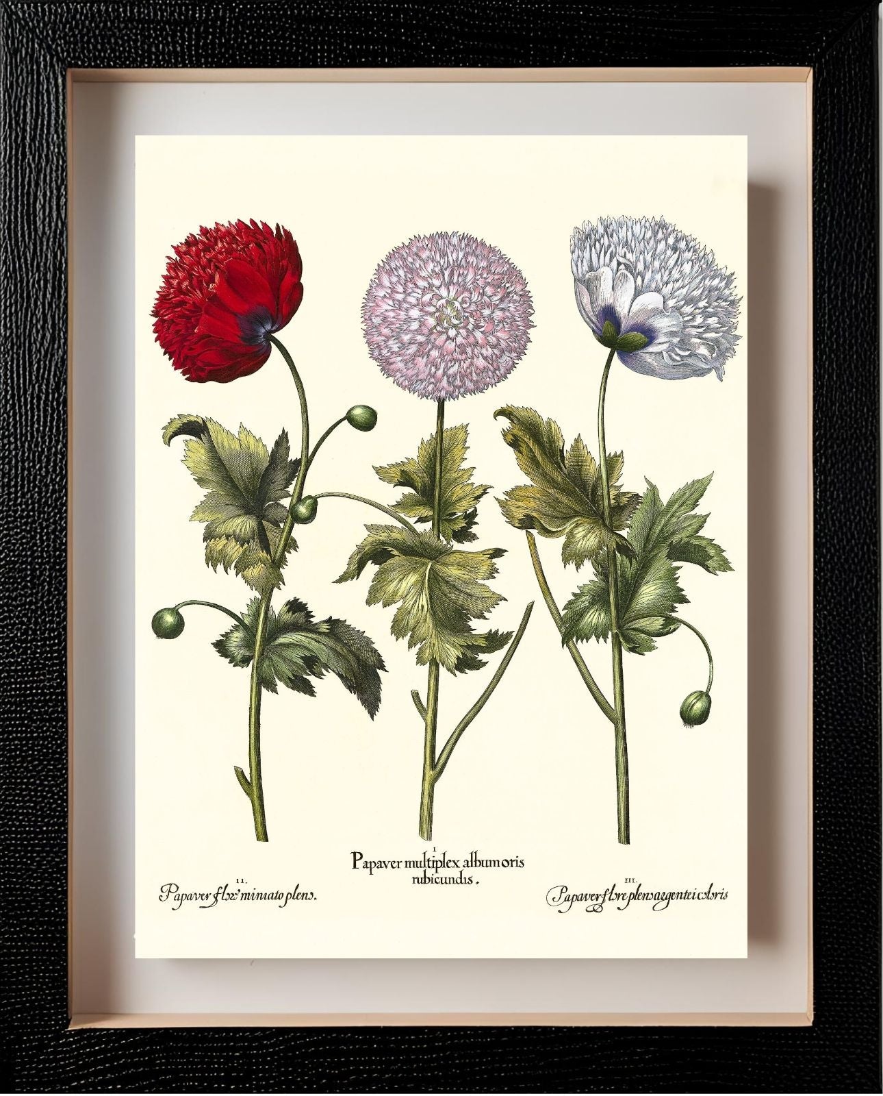 Double-flowered variegated garden poppy, et al