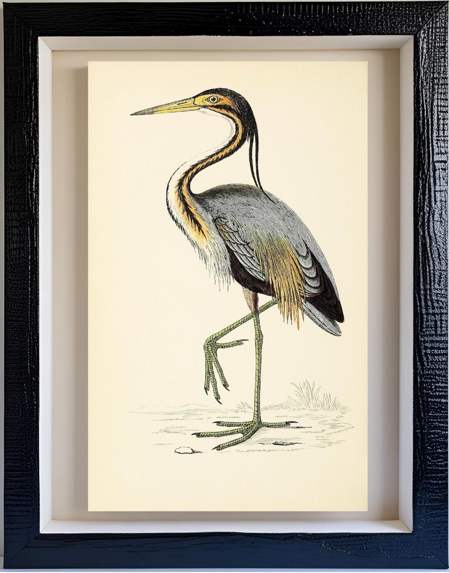 Purple Heron