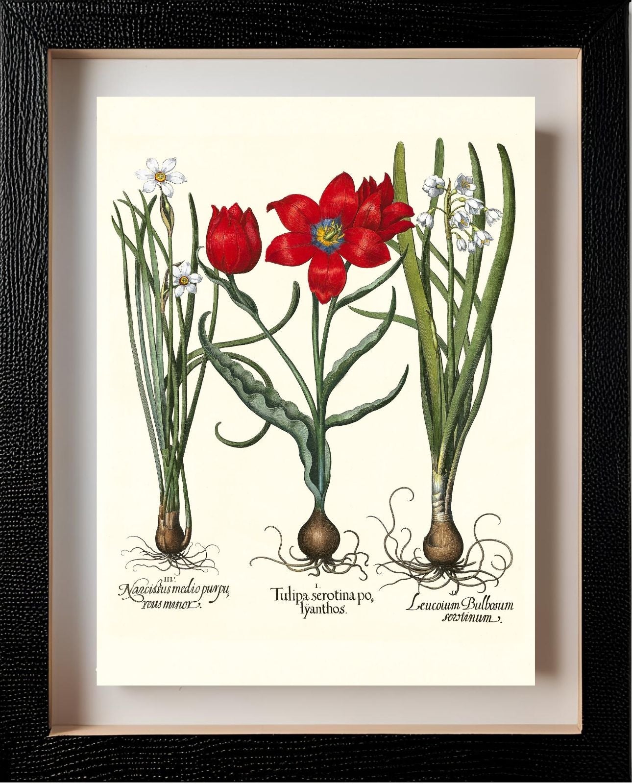 Late multiflorous red tulip, Summer snowflake, et al