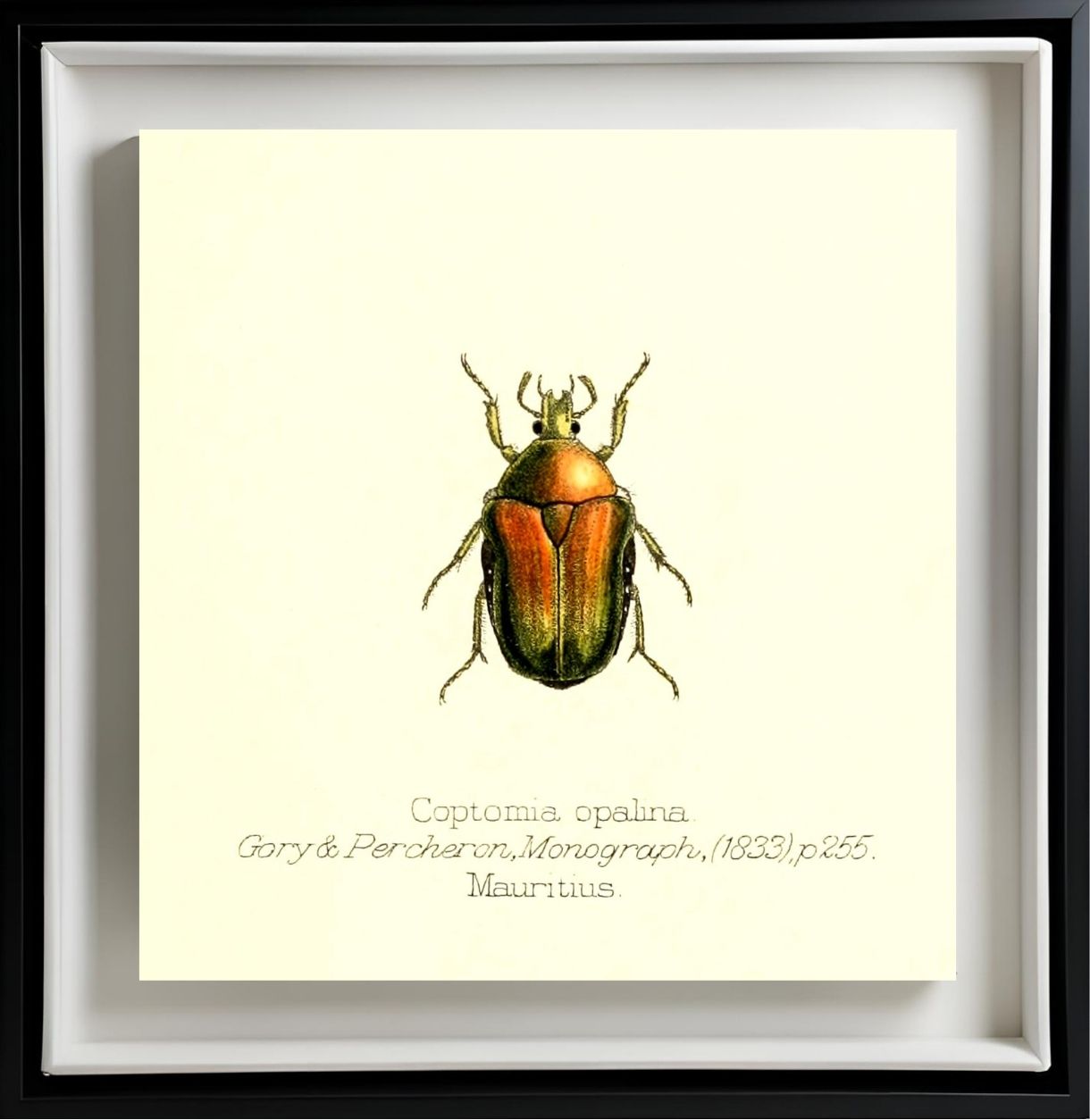 Coptomia Oplalina