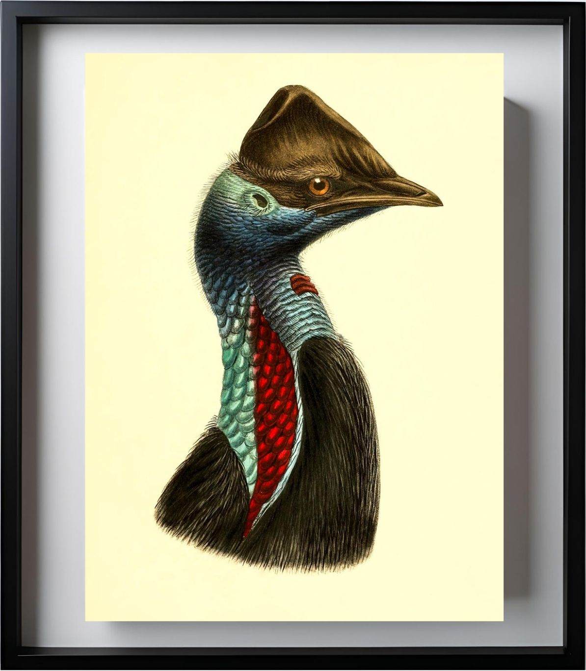 Casuarius Picticollis