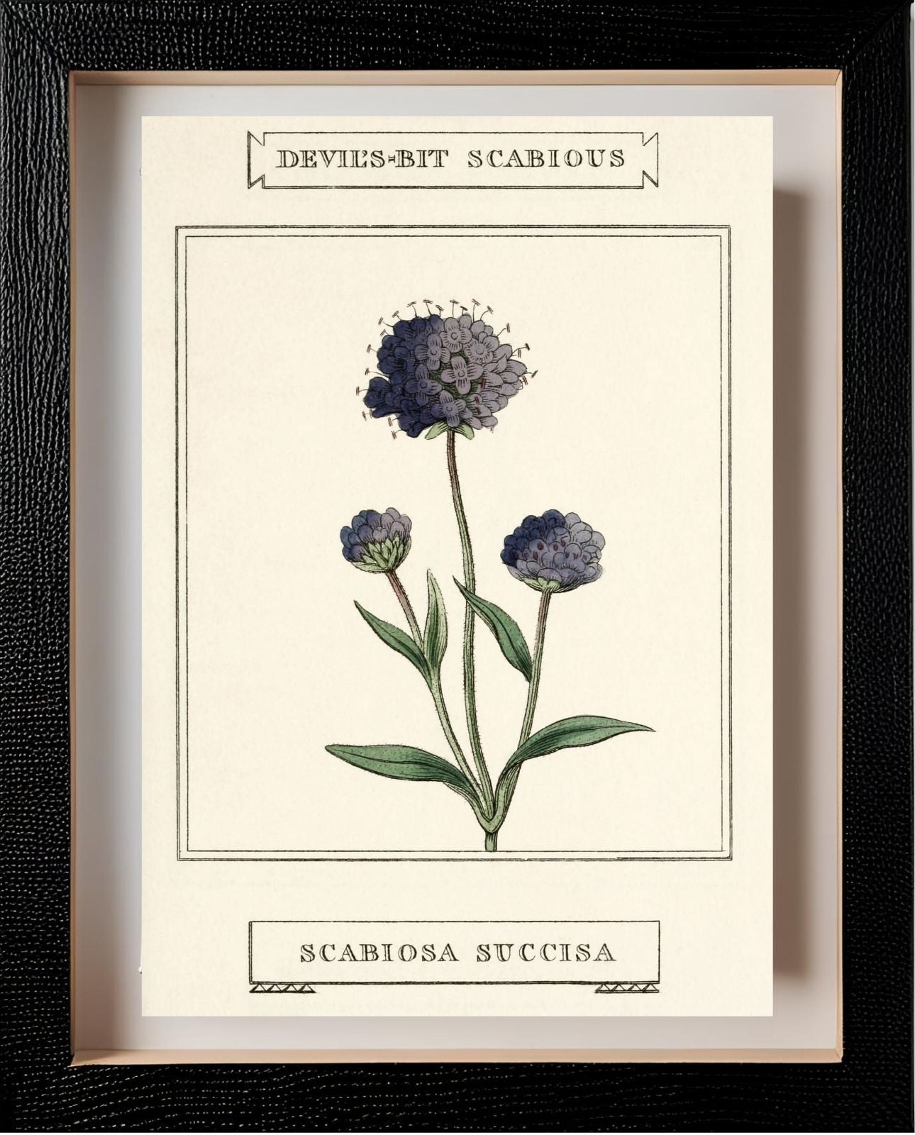 Devil's-Bit Scabious