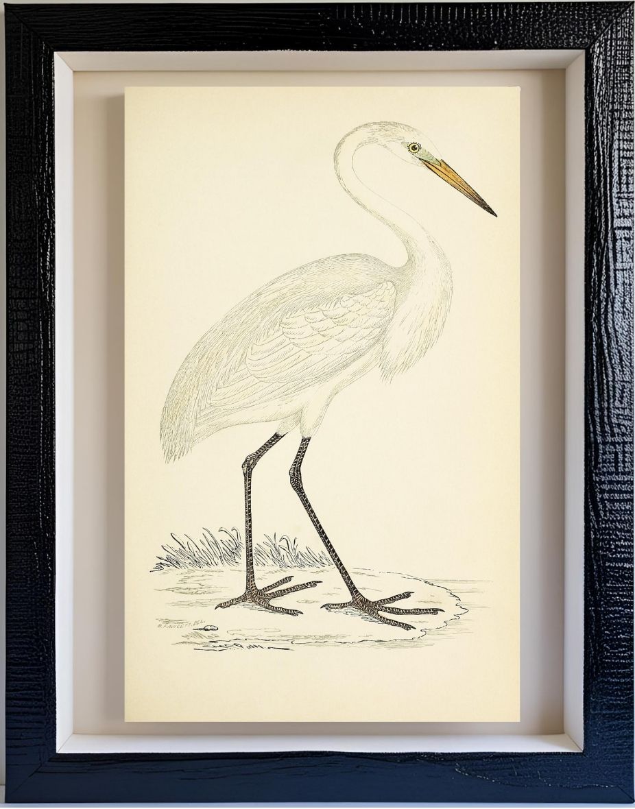 Great White Heron