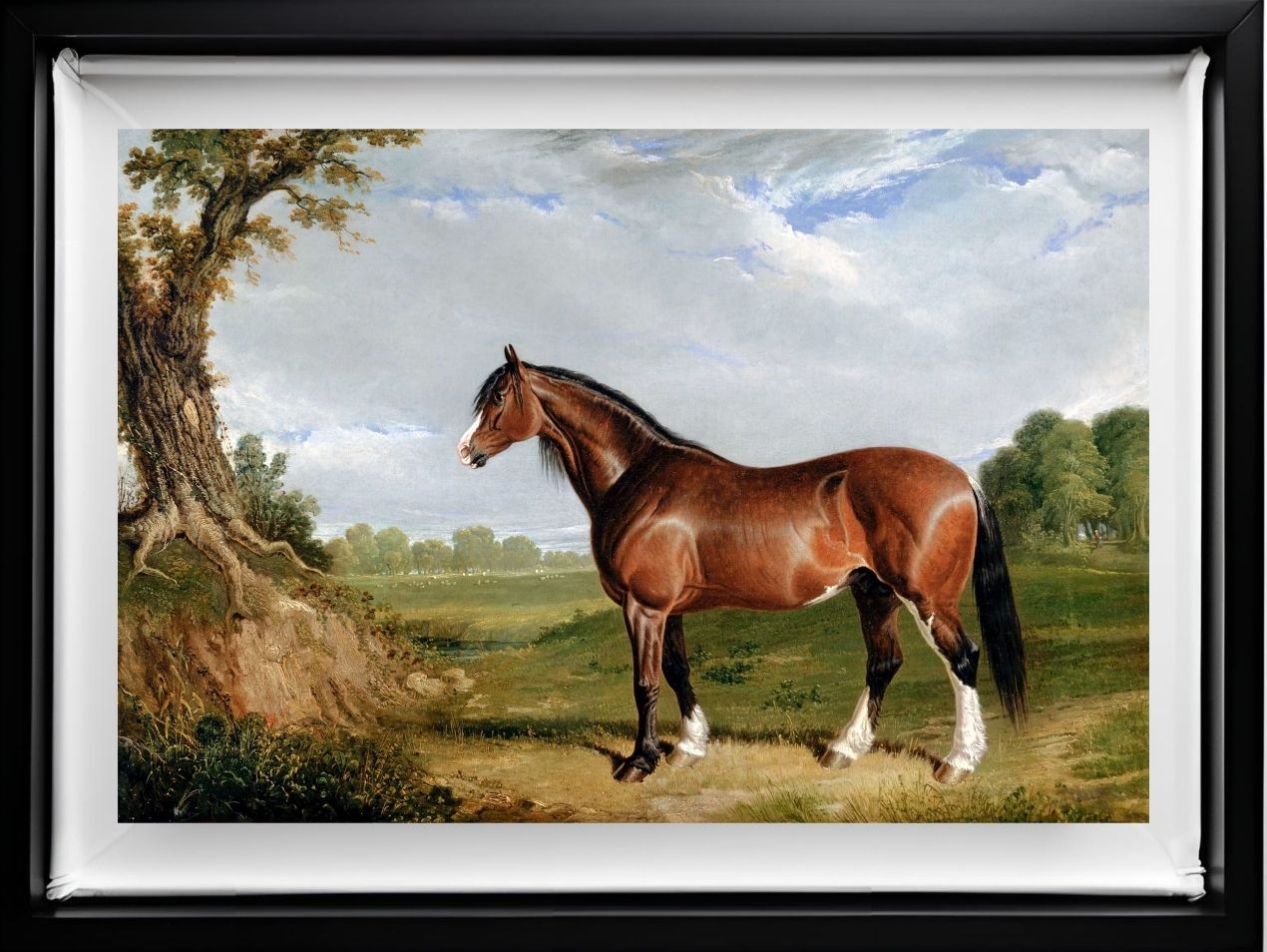 A Clydesdale Stallion
