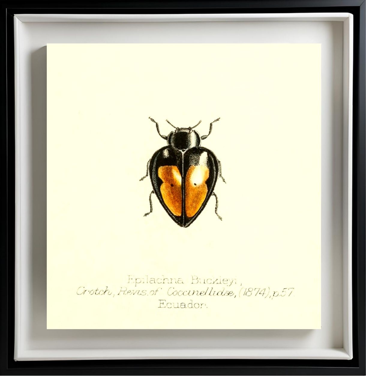 Epilachna Buckleyi