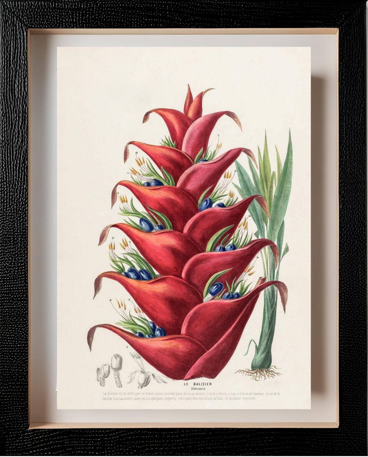 Le Balisier (Hiliconia)