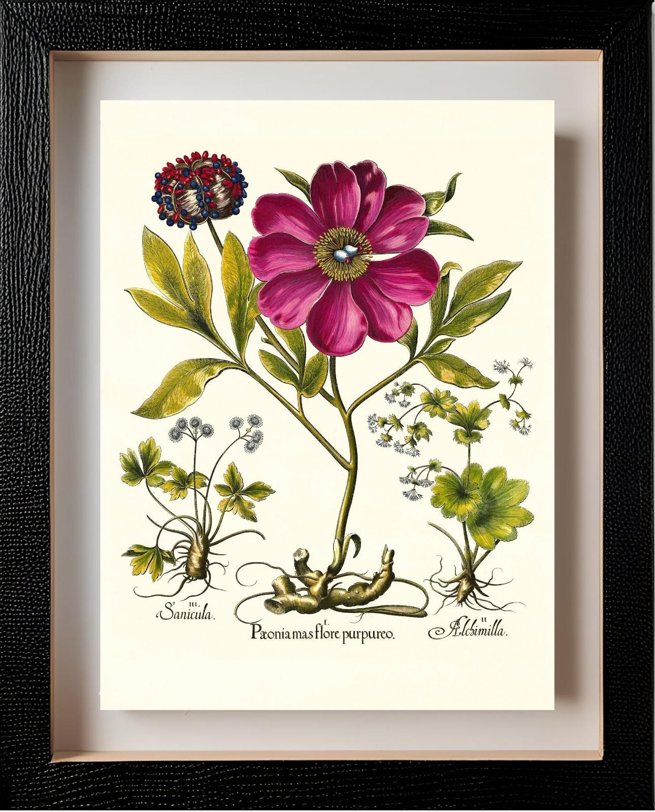 Corallina peony, Lady’s-mantle, Sanicle