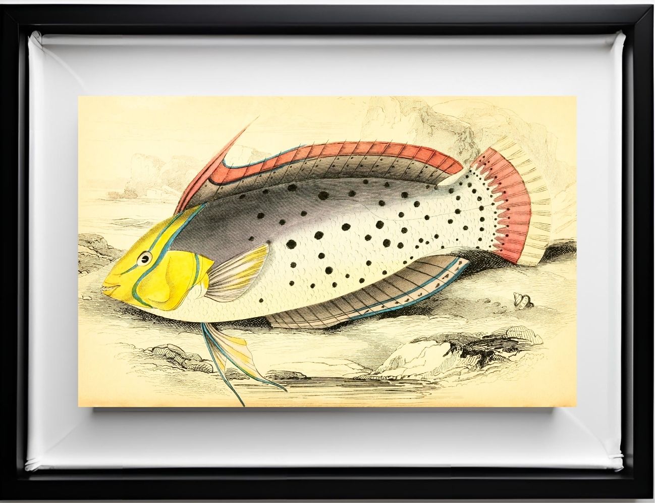 Painted Labrus