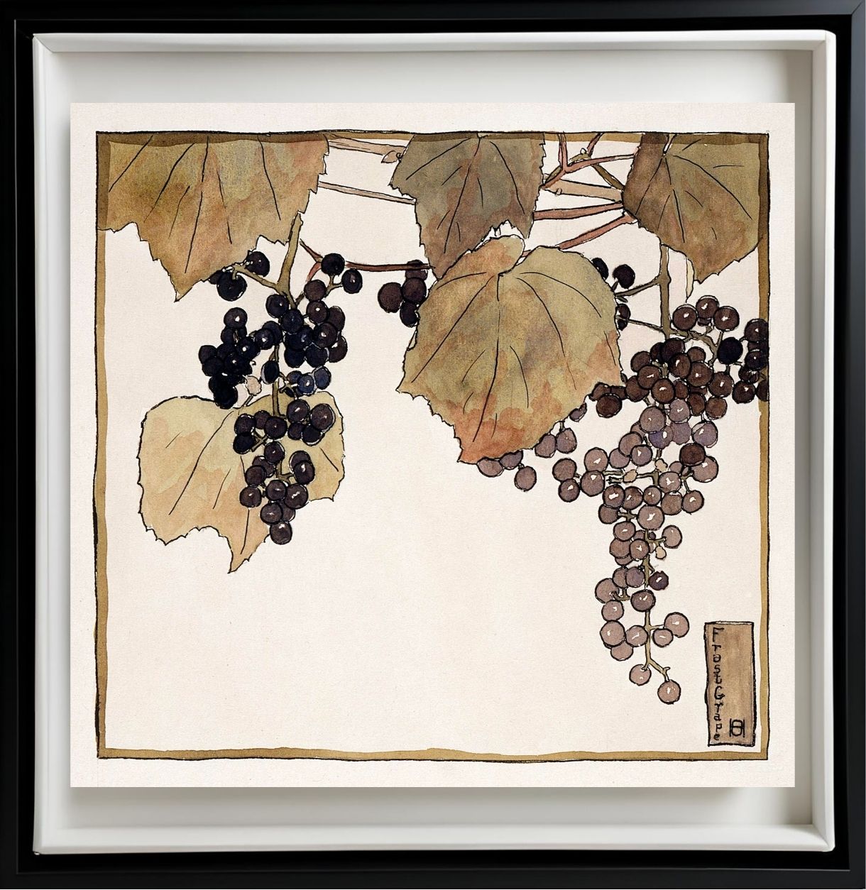 Frost Grape