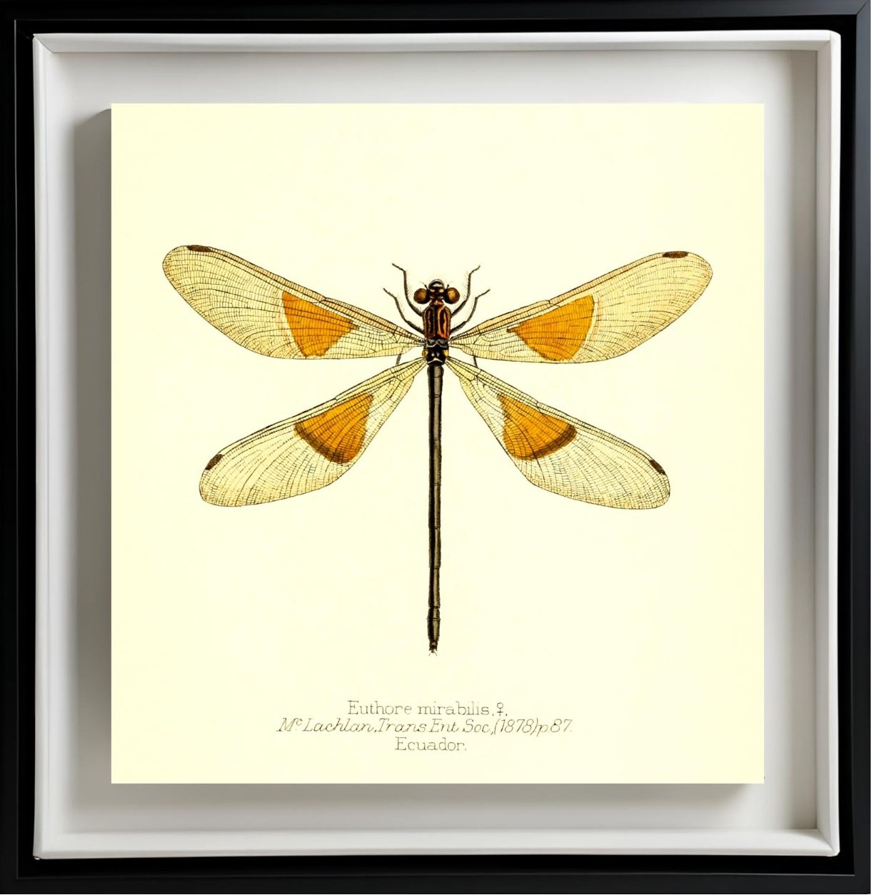 Euthore Mirabilis (female)