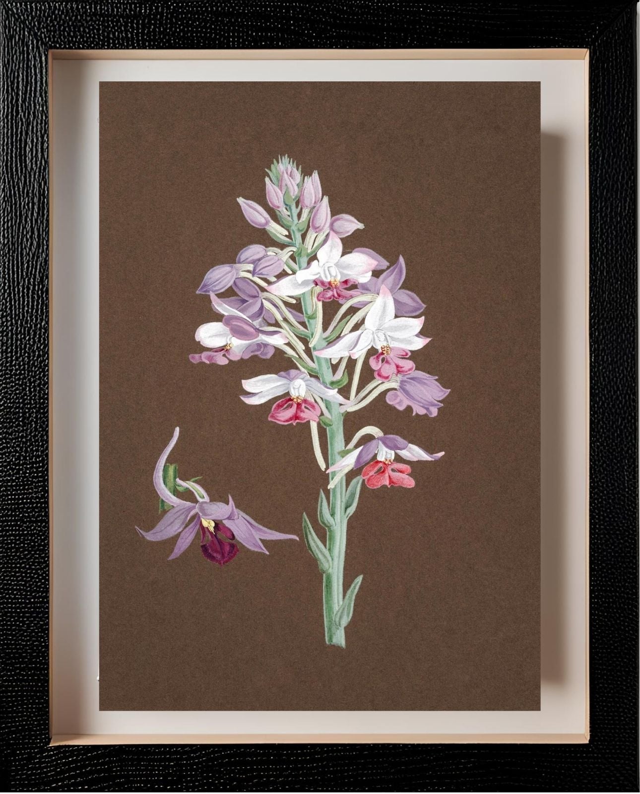 Calanthe Dominii