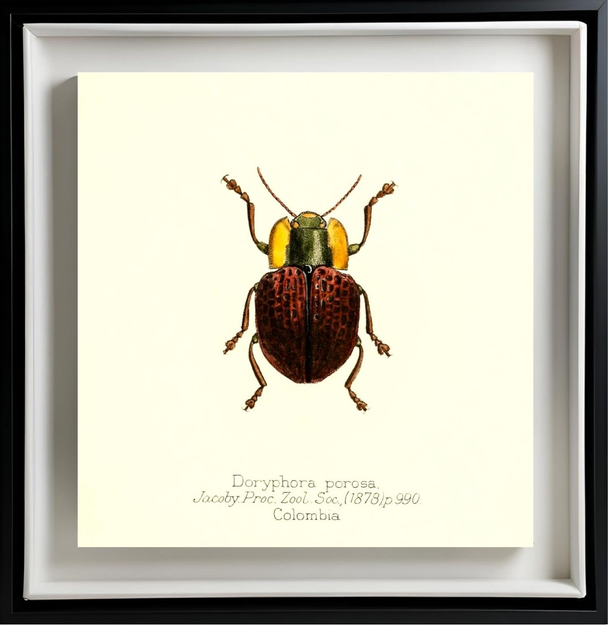 Doryphora Porosa