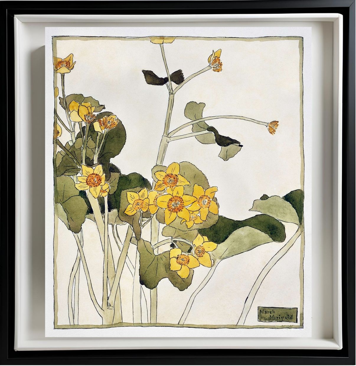 Marsh Marigold