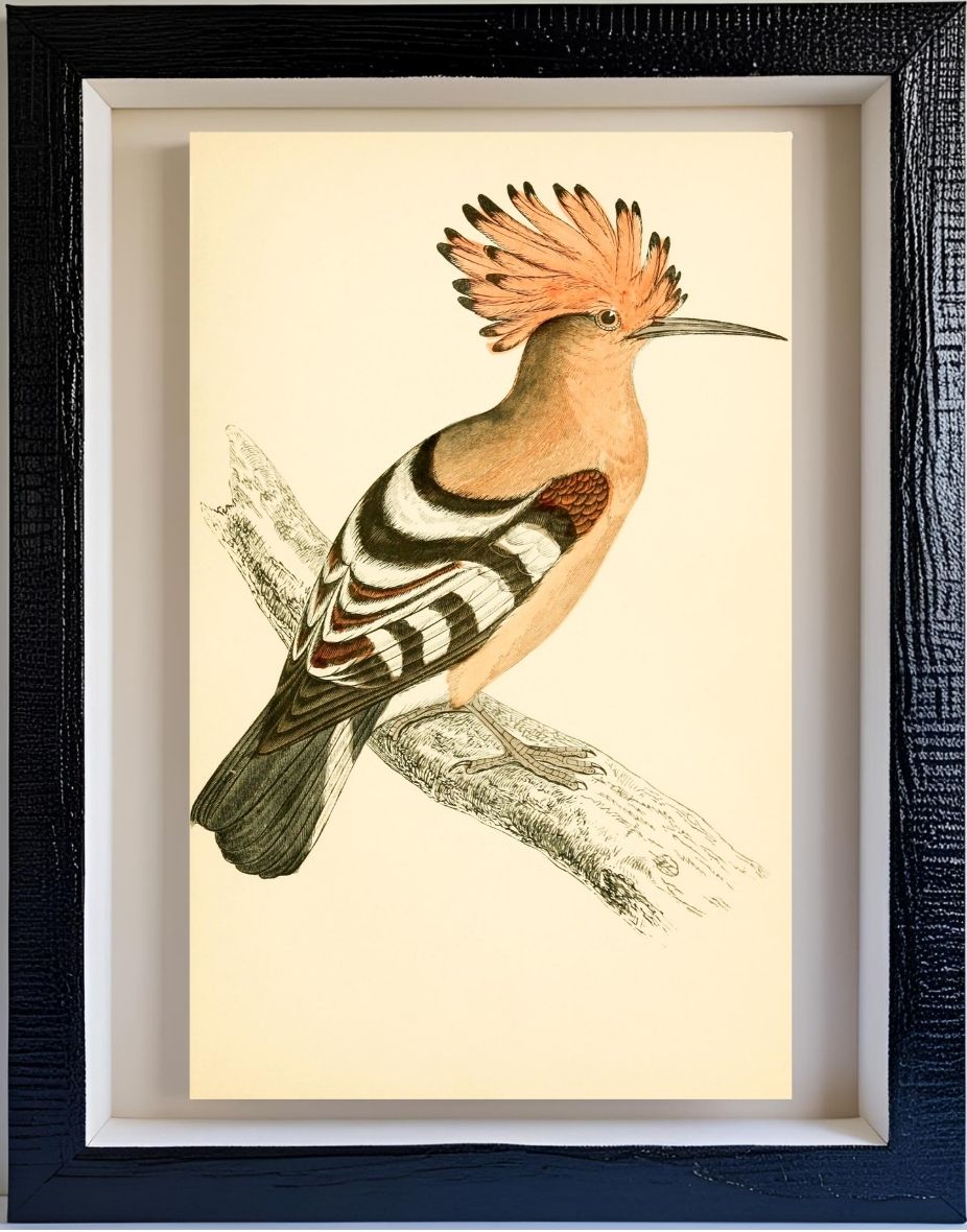 Hoopoe