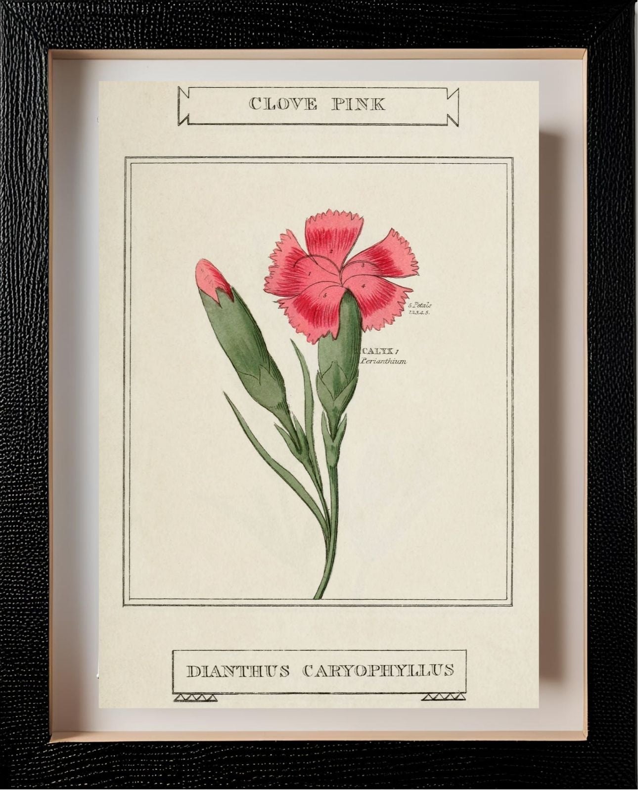 Clove Pink