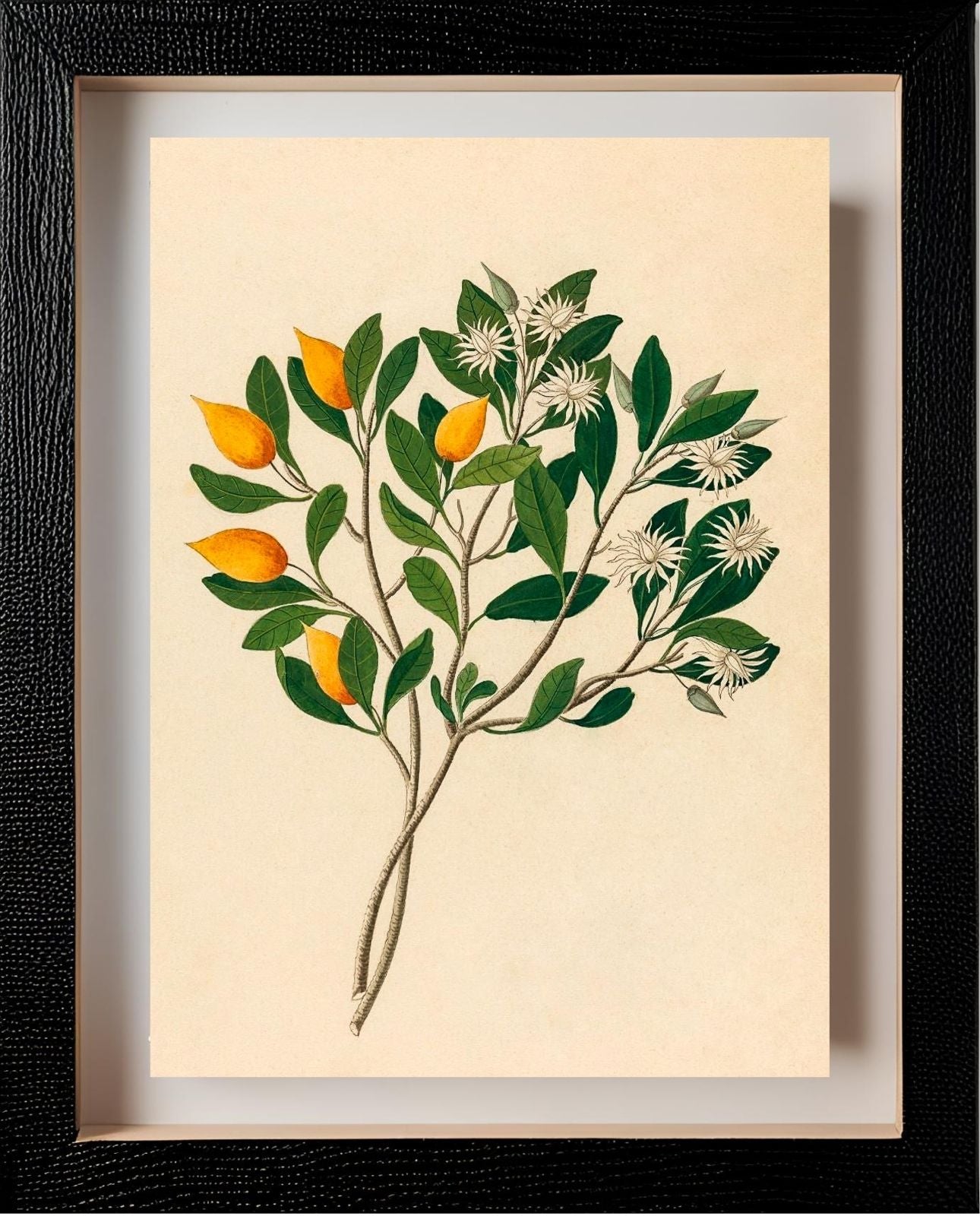 Hexand. Mono (Mimusops Obovata)