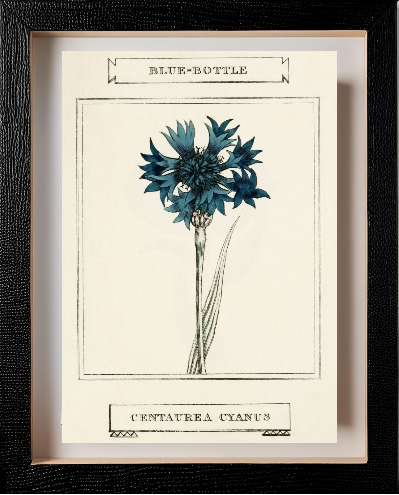Blue-Bottle