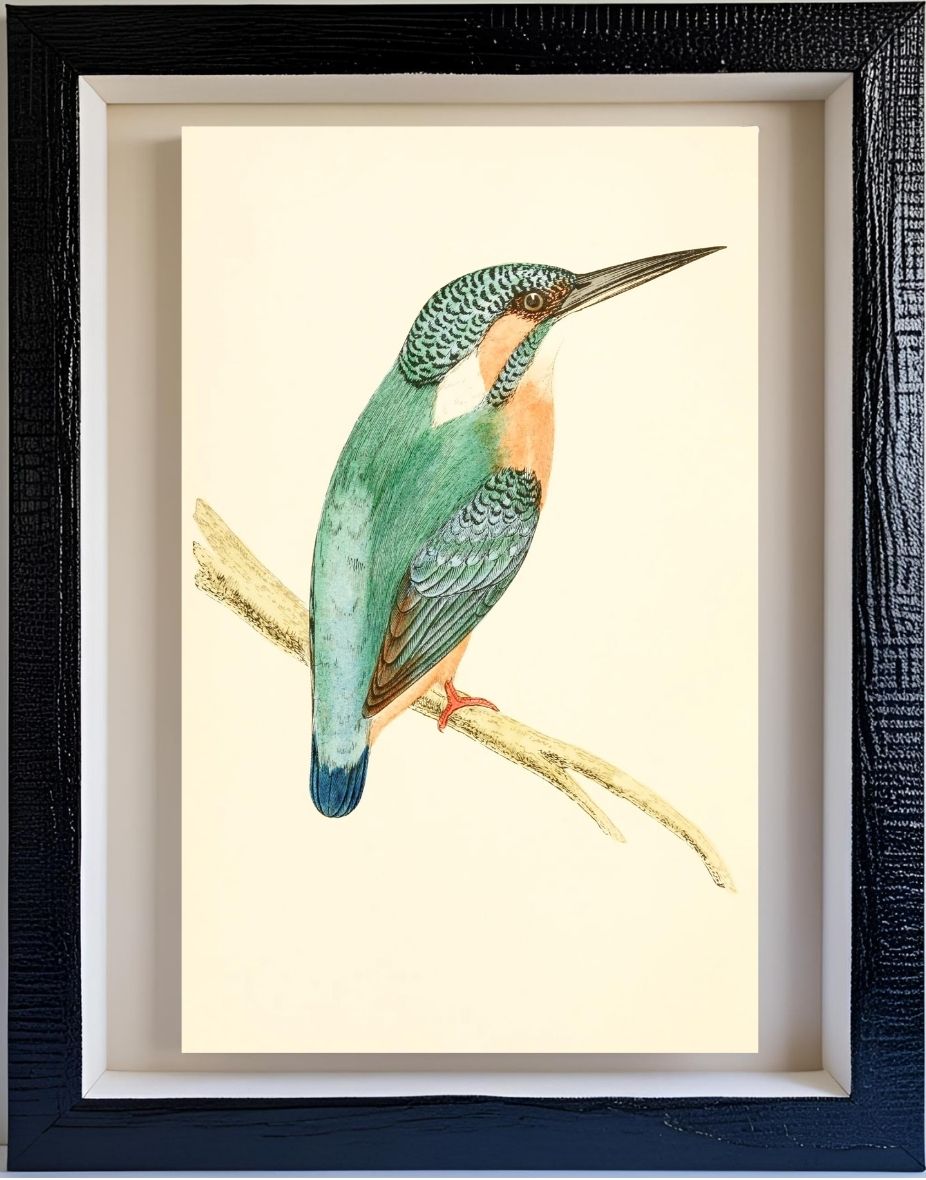 Kingfisher