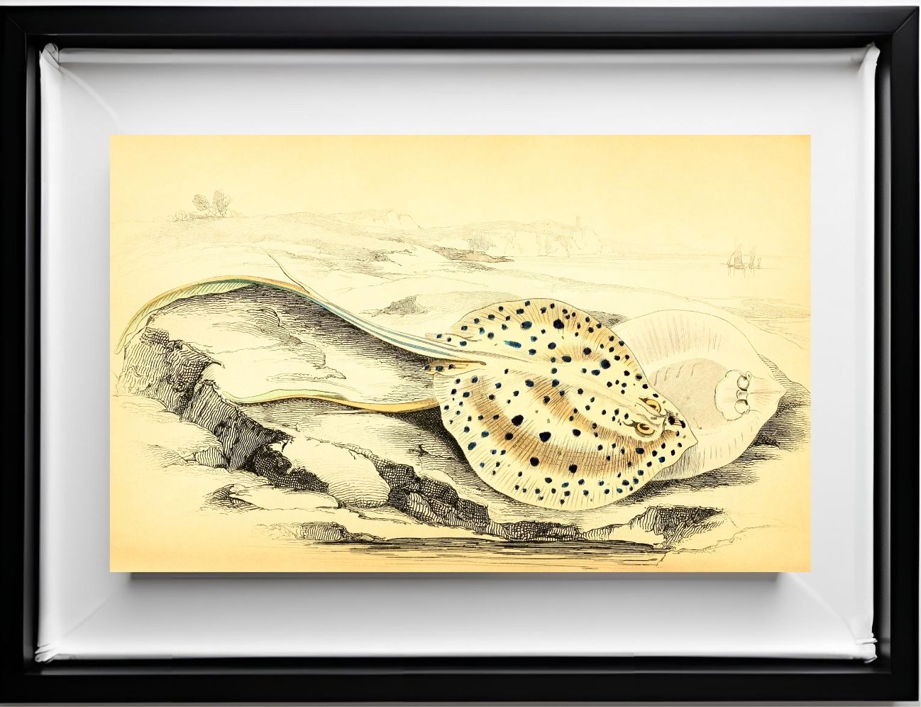 Halgan's Spine-Tailed Ray