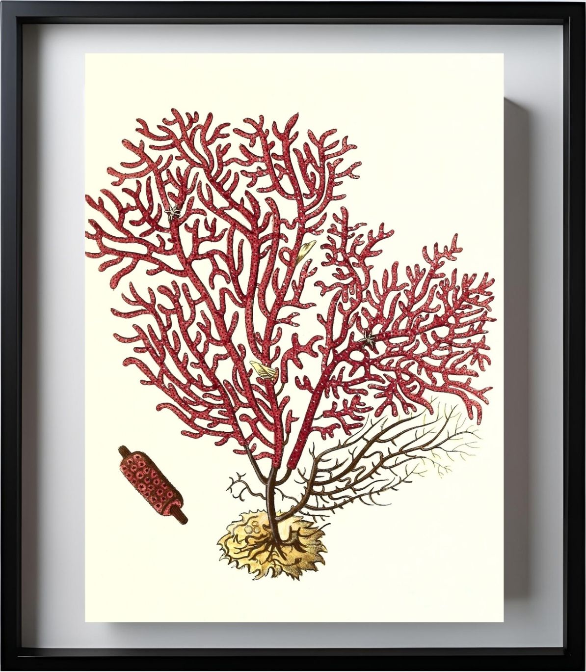 Gorgonia salappo