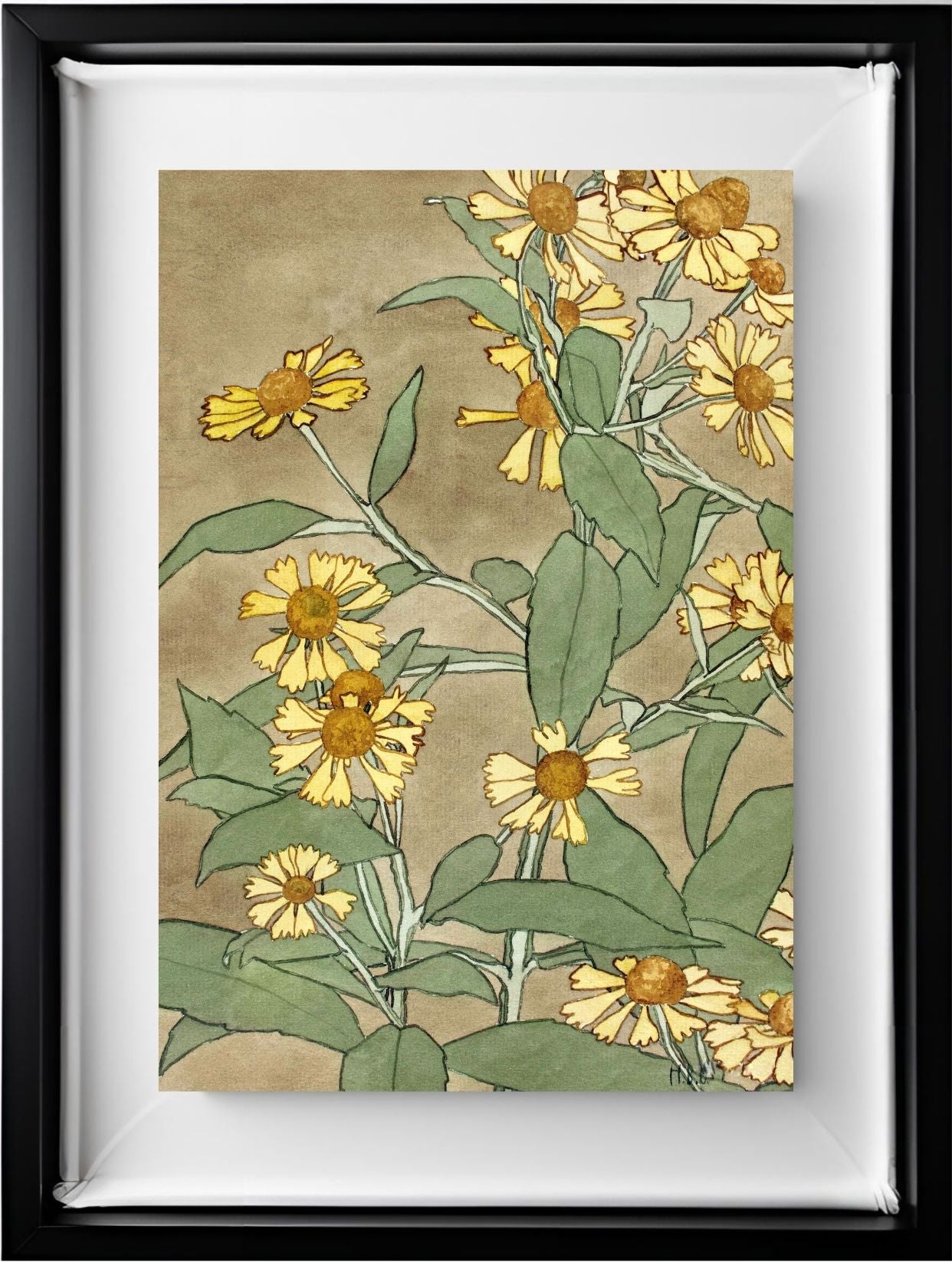 Daisies with Orange Centre and Yellow Petals