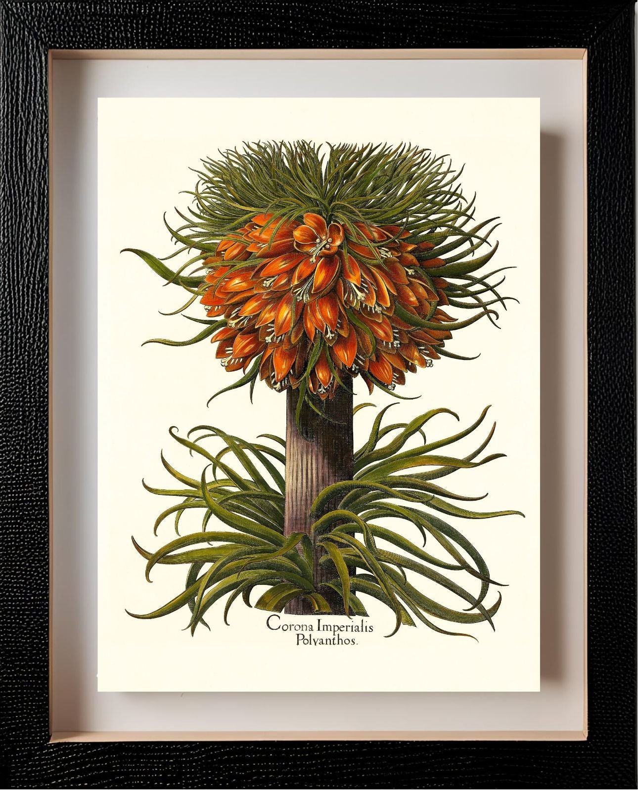 Multiflorous crown-imperial fritillary