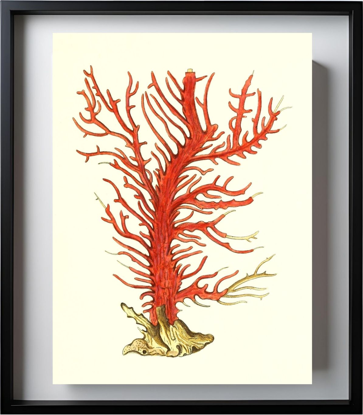 Gorgonia palma