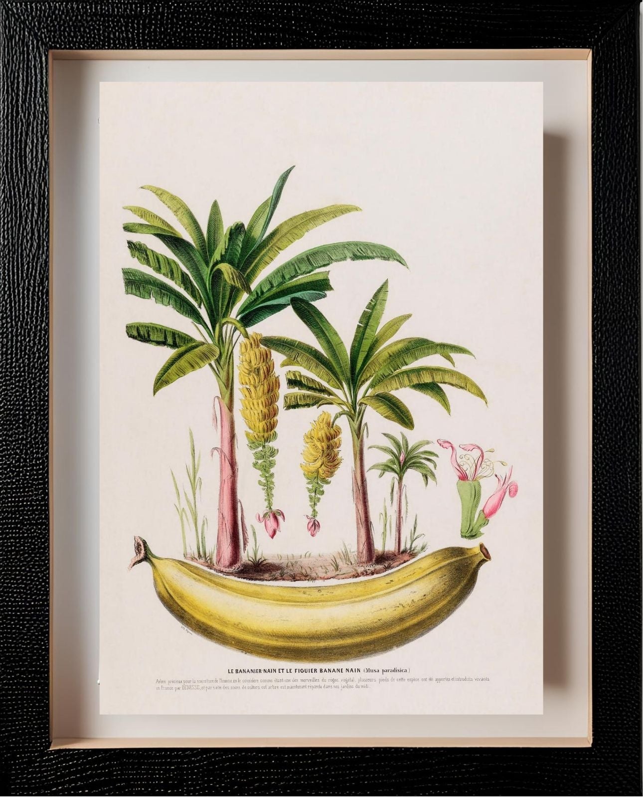 Le Bananier Nain (Musa Paradisica)
