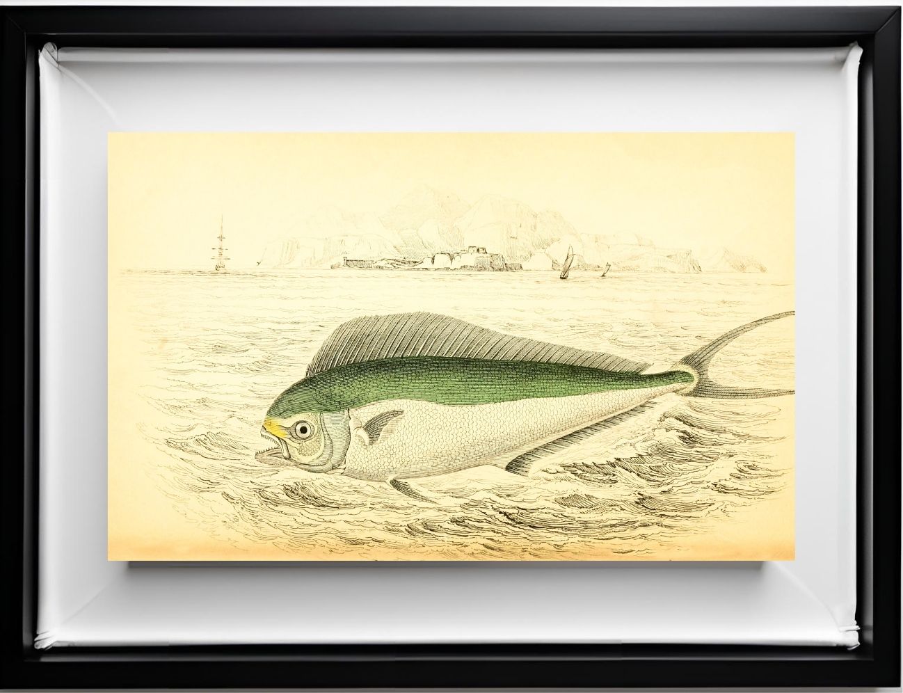 Atlantic Coryphaene or Dolphin