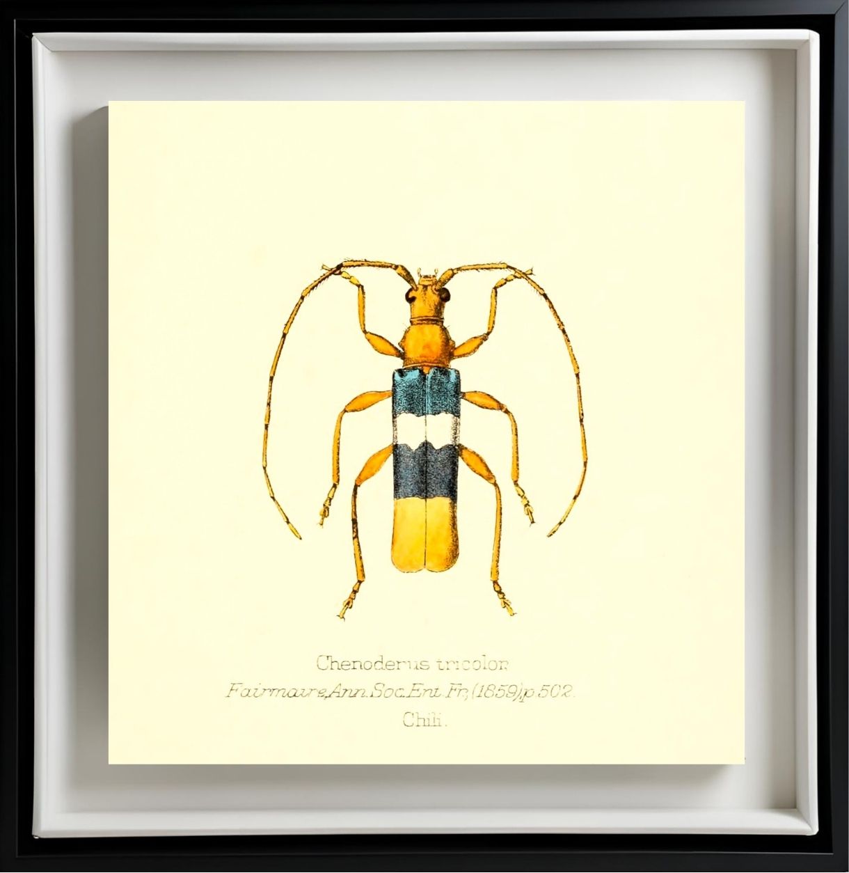 Chenoderus Tricolor
