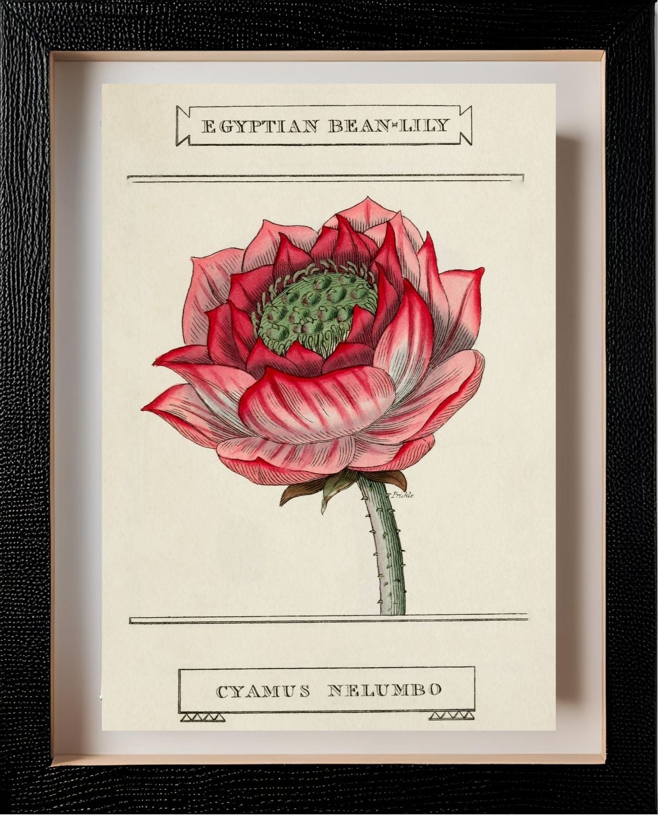 Egyptian Bean-Lily