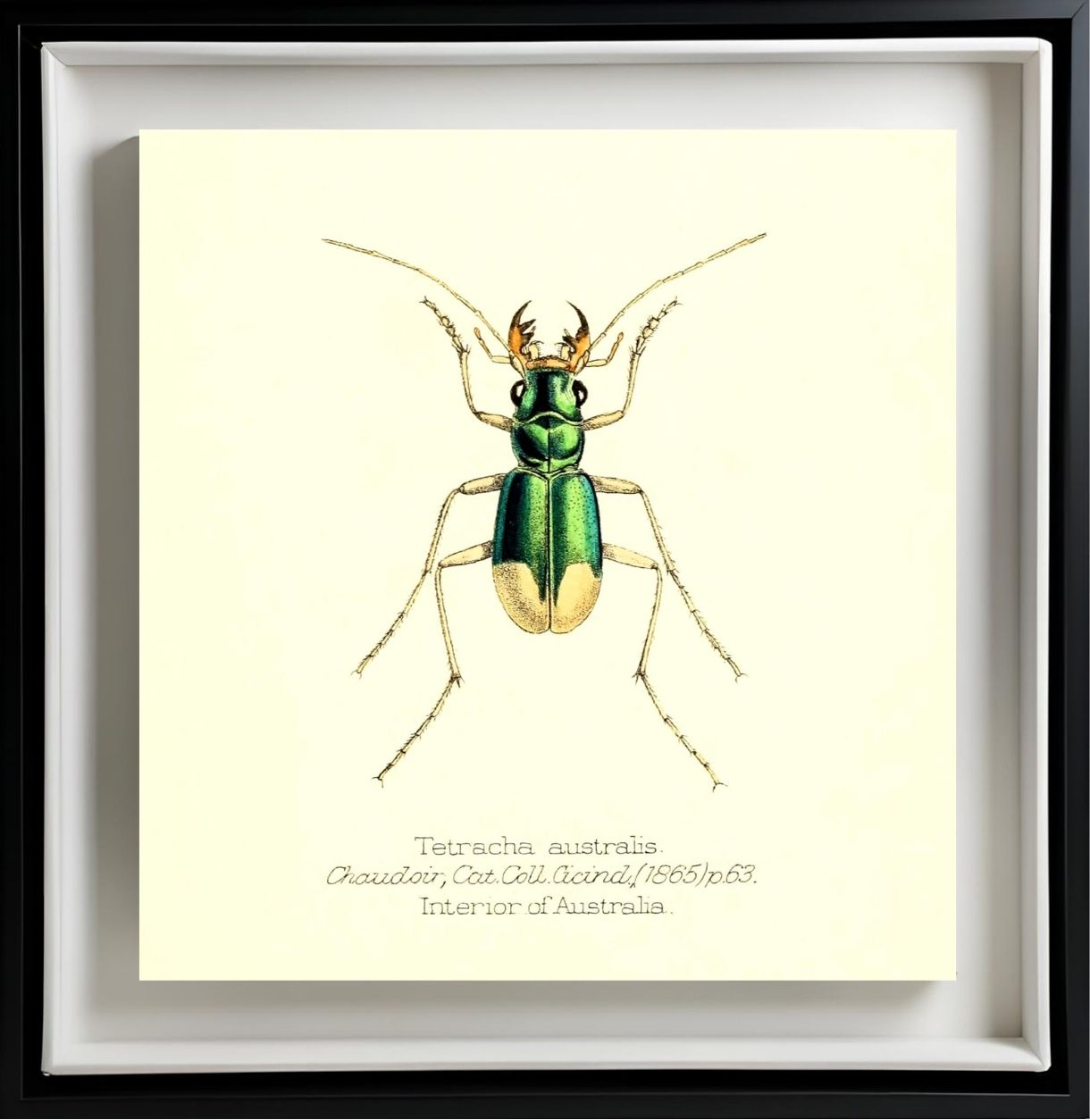 Tetracha Australis