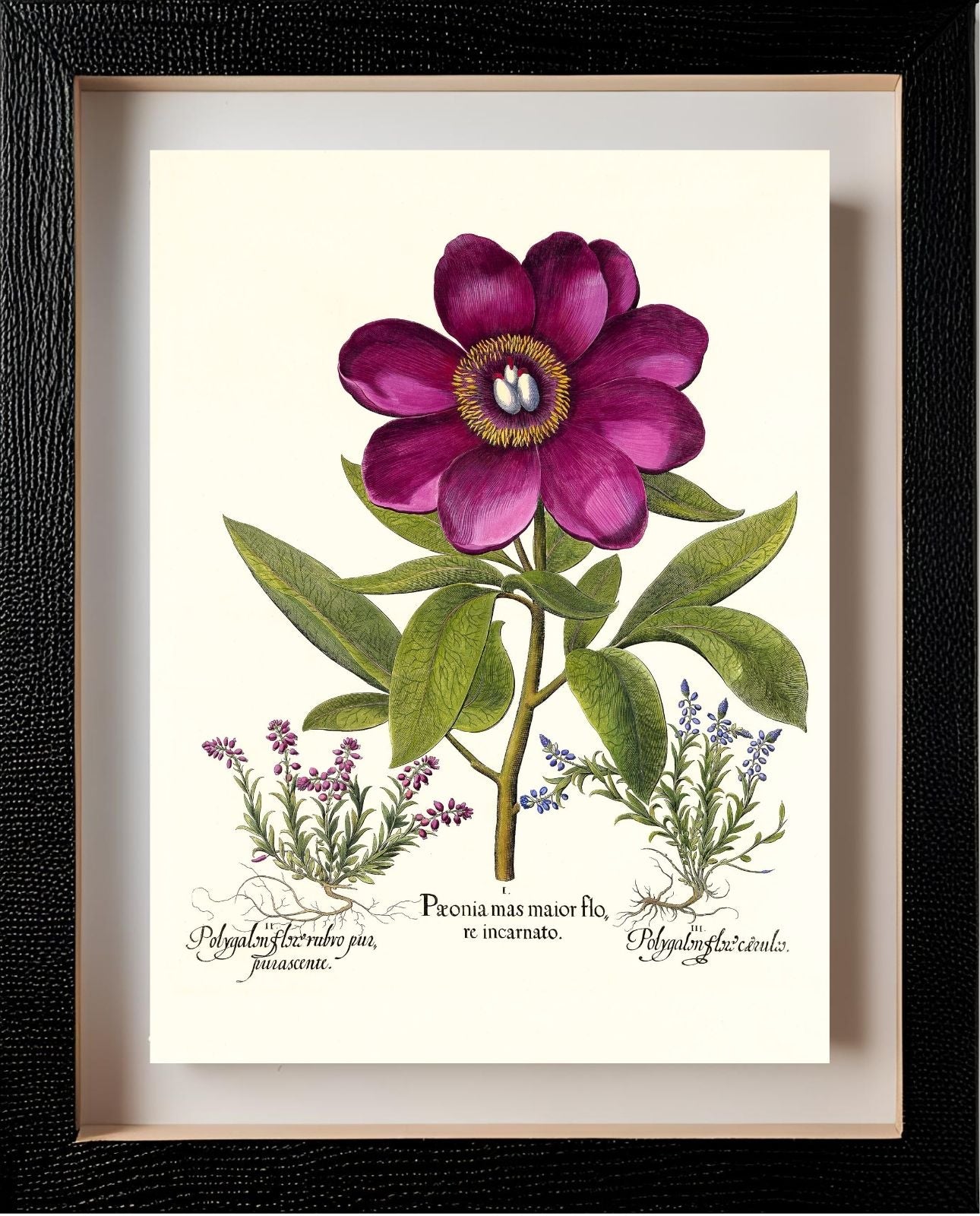 Large crimson corallina peony, Common milkwort