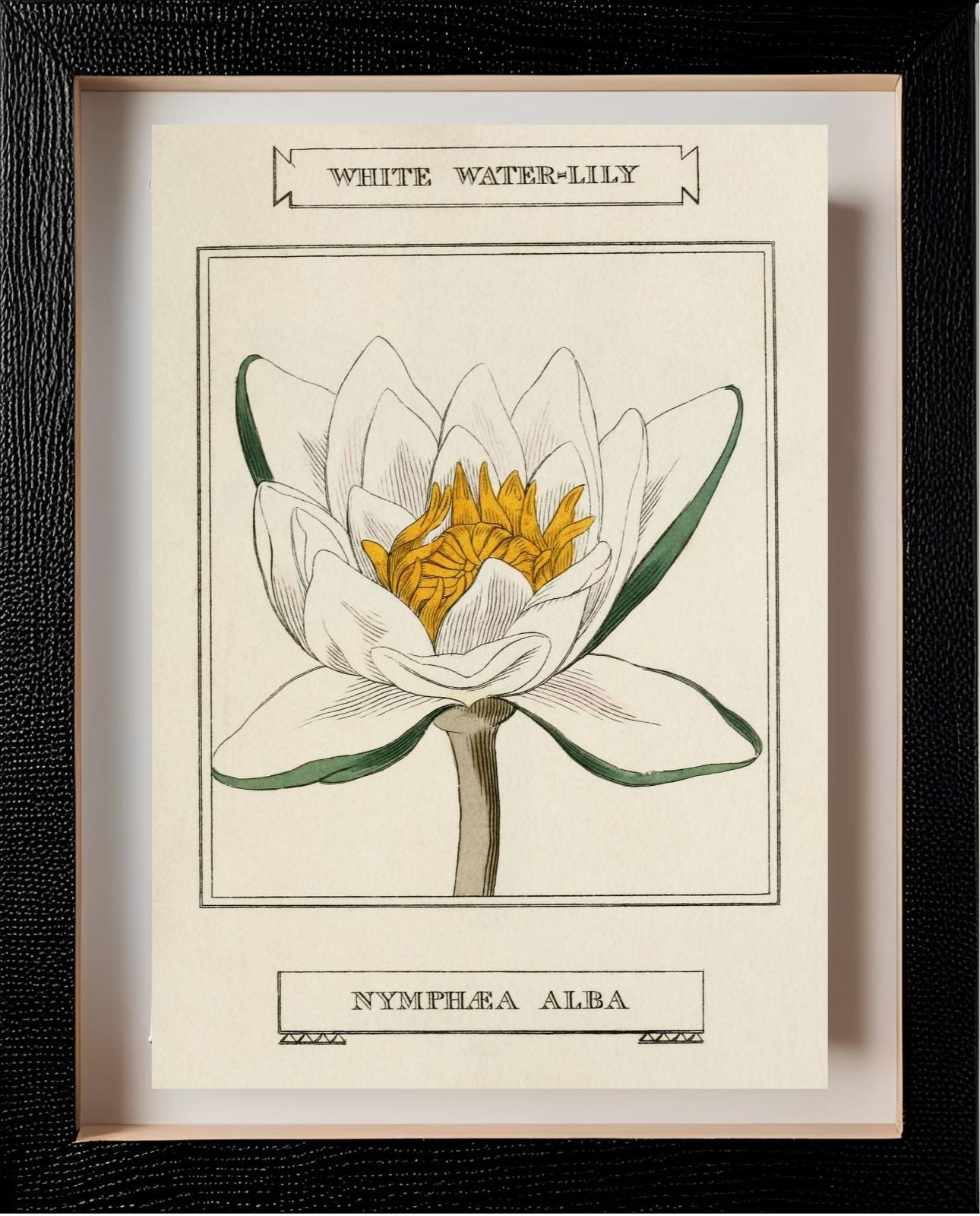 White Water-Lily