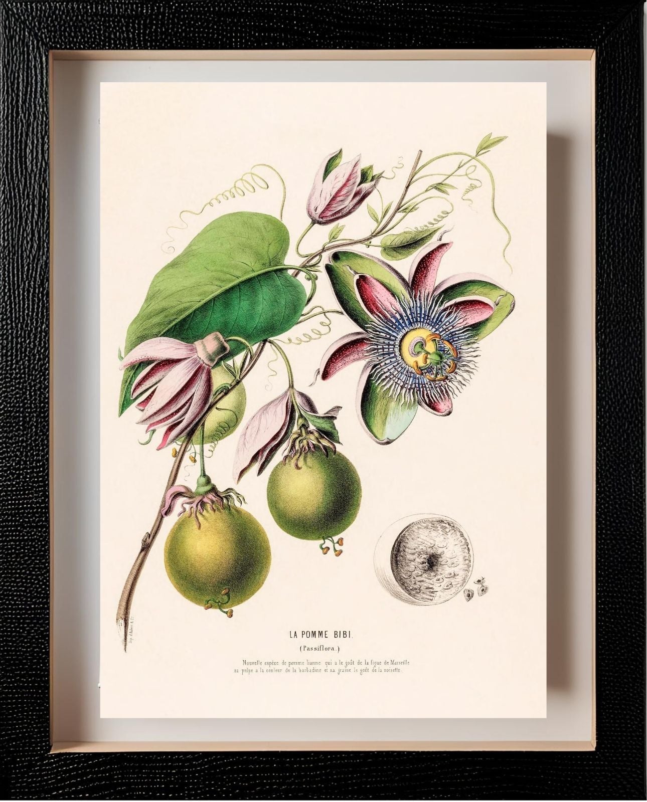 La Pomme Bibi (Passiflora)