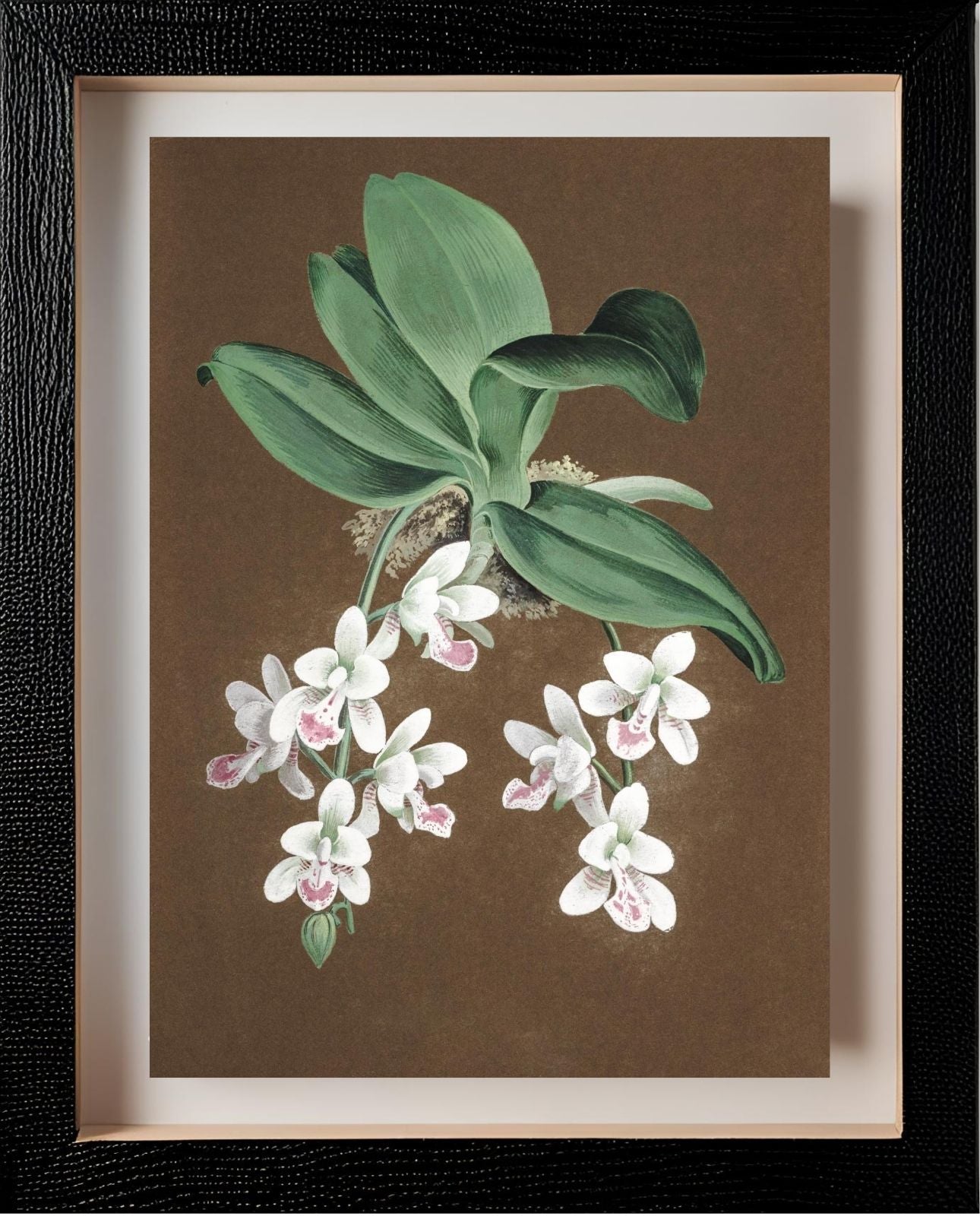 Aerides Japonicum