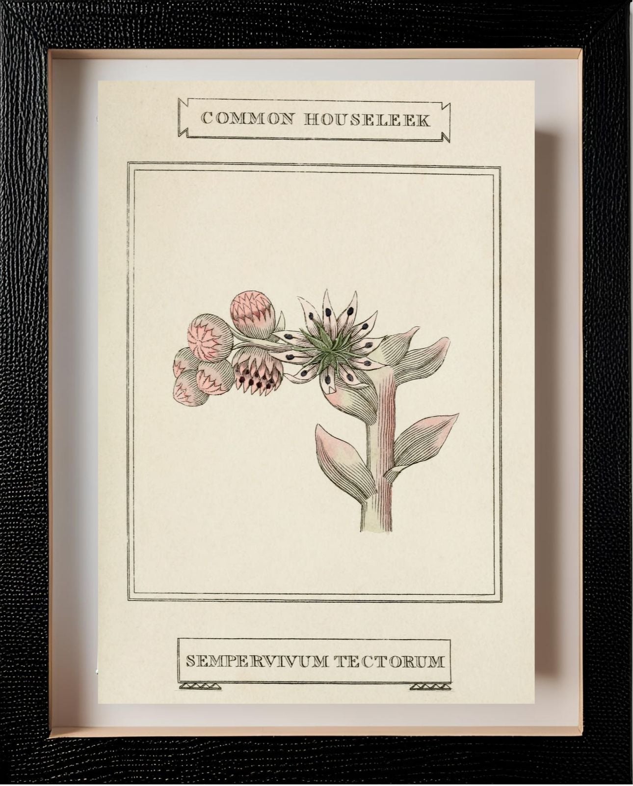 Common Houseleek
