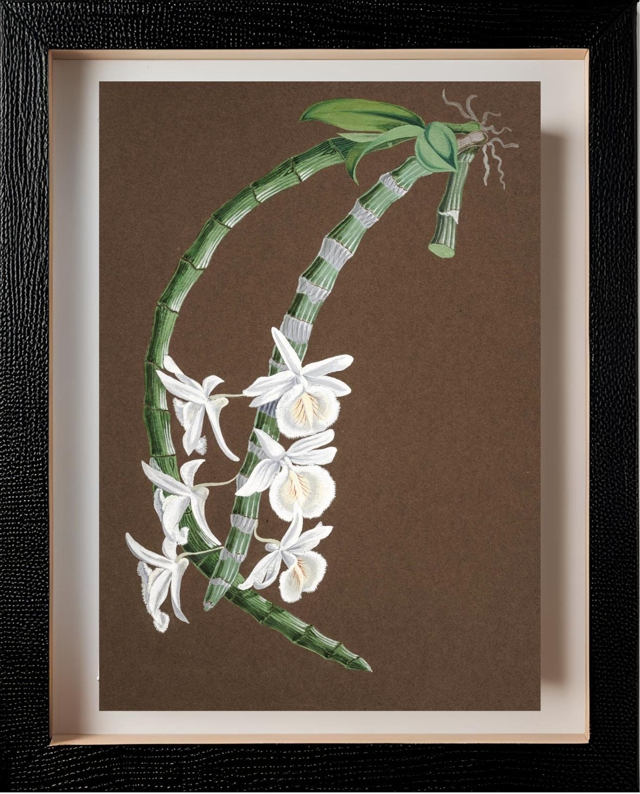 Dendrobium Cretaceum