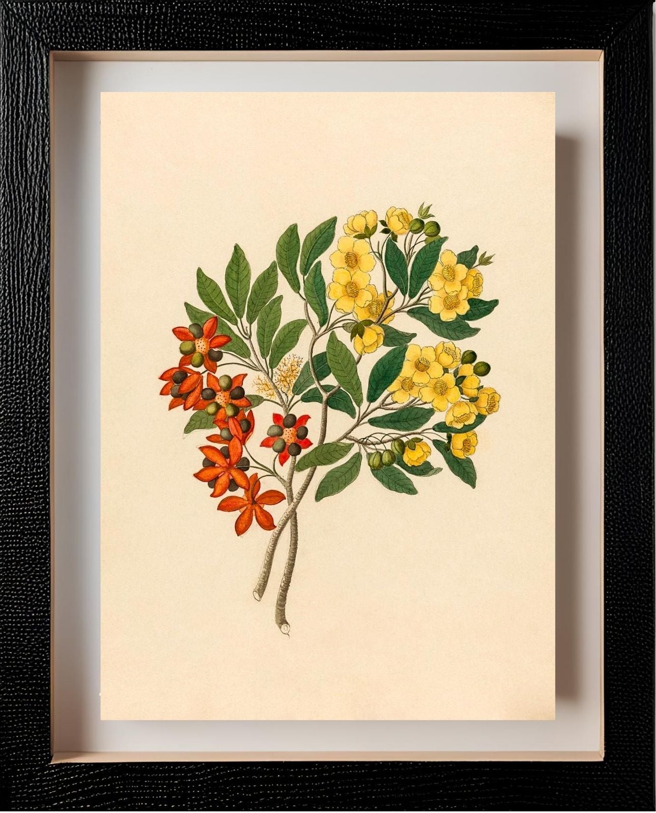 Icosandria Monog. (Ochna Arborea)