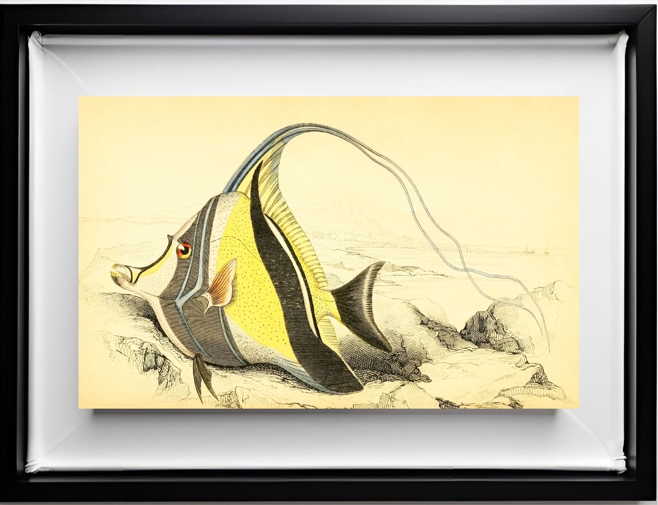 Horned Zanclus or Chaetodon