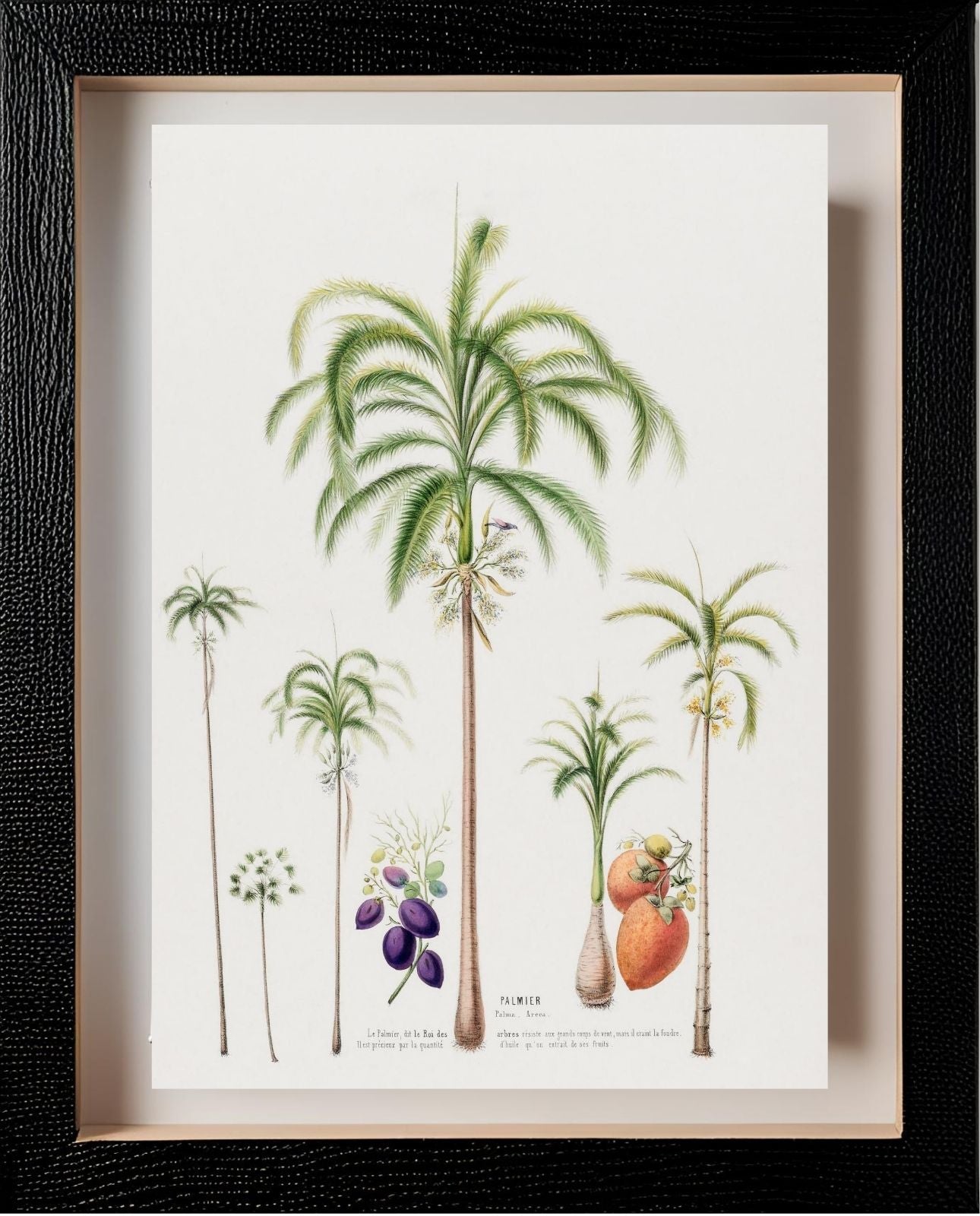 Palmier (Palma Areca)