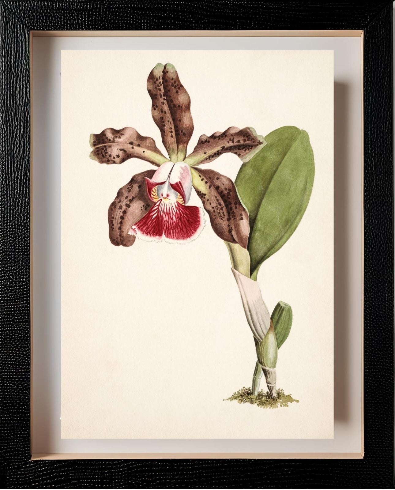 Cattleya Schilleriana (Brasilien)