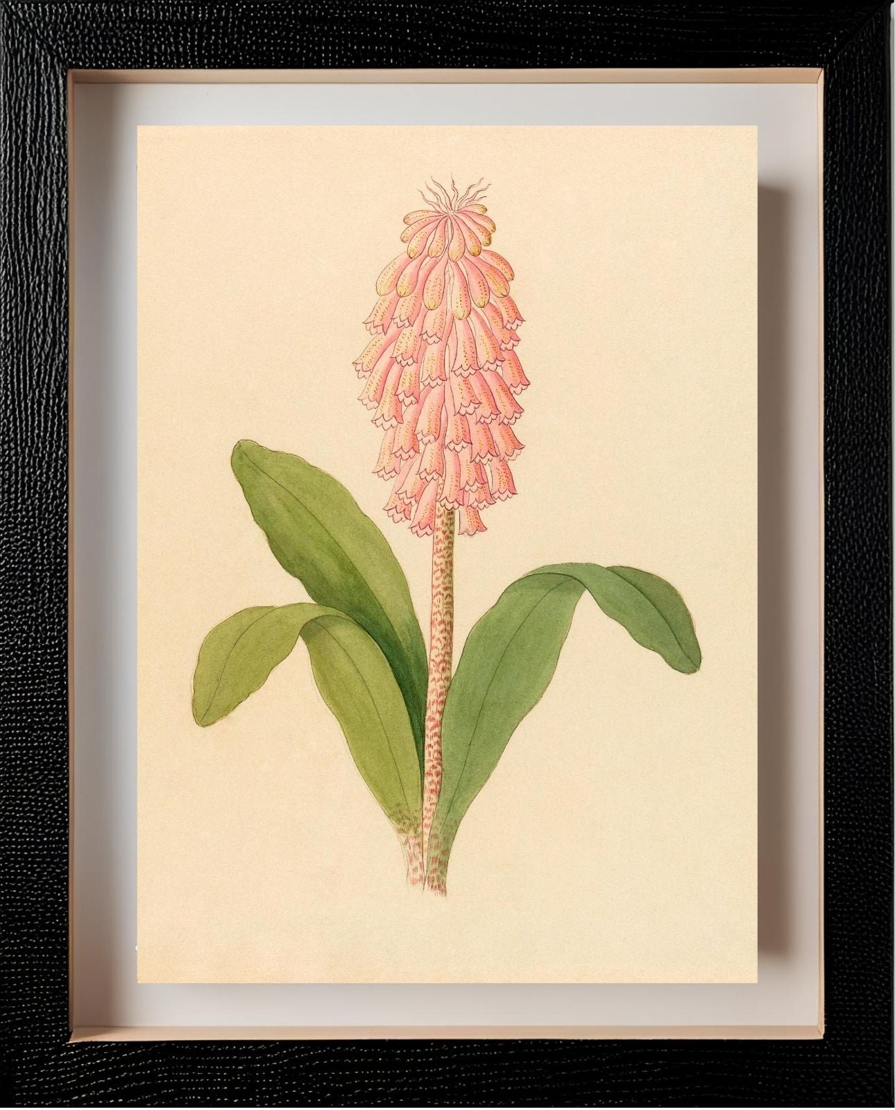 Veltheimia Viridifolia (Veltheimia Bracteata)